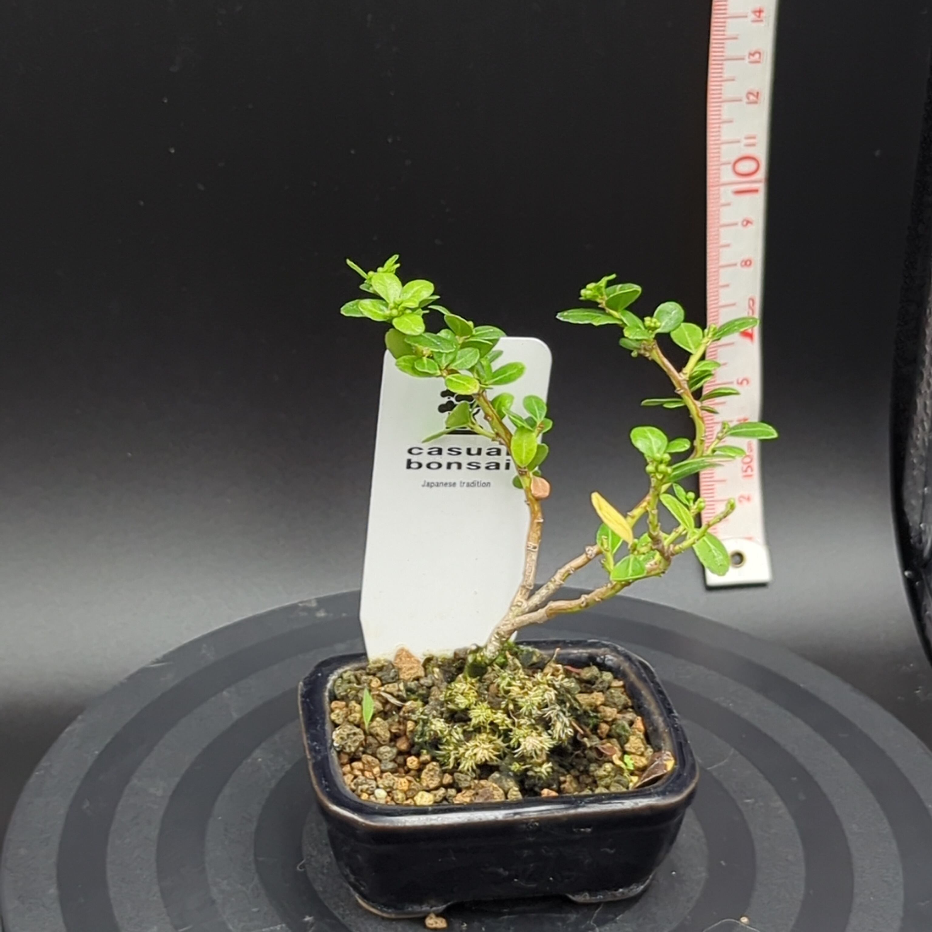 雲竜ツゲ ミニ盆栽 鉢ごと配送 | BRIDGE GARDEN