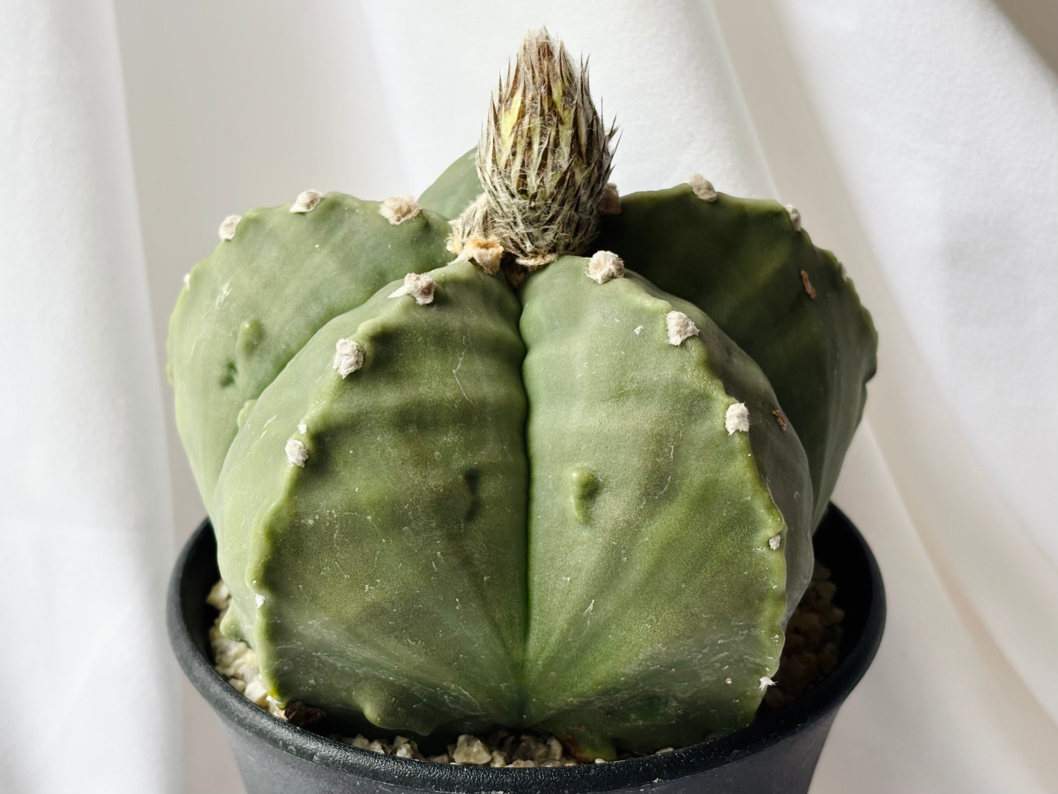 Astrophytum myriostigma アストロフィツム 大型ヘキラン 碧瑠璃鸞鳳玉