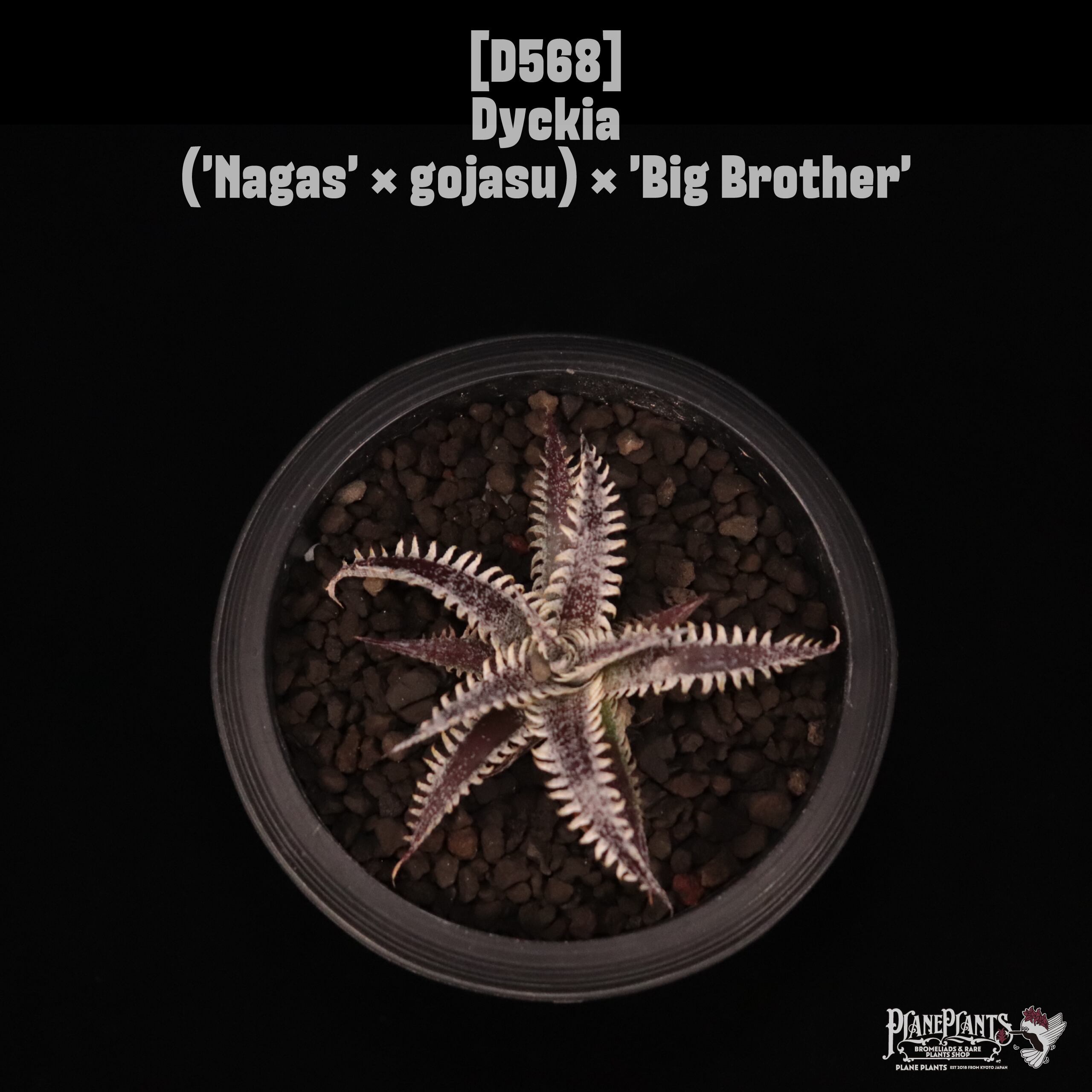 Dyckia | plane plants