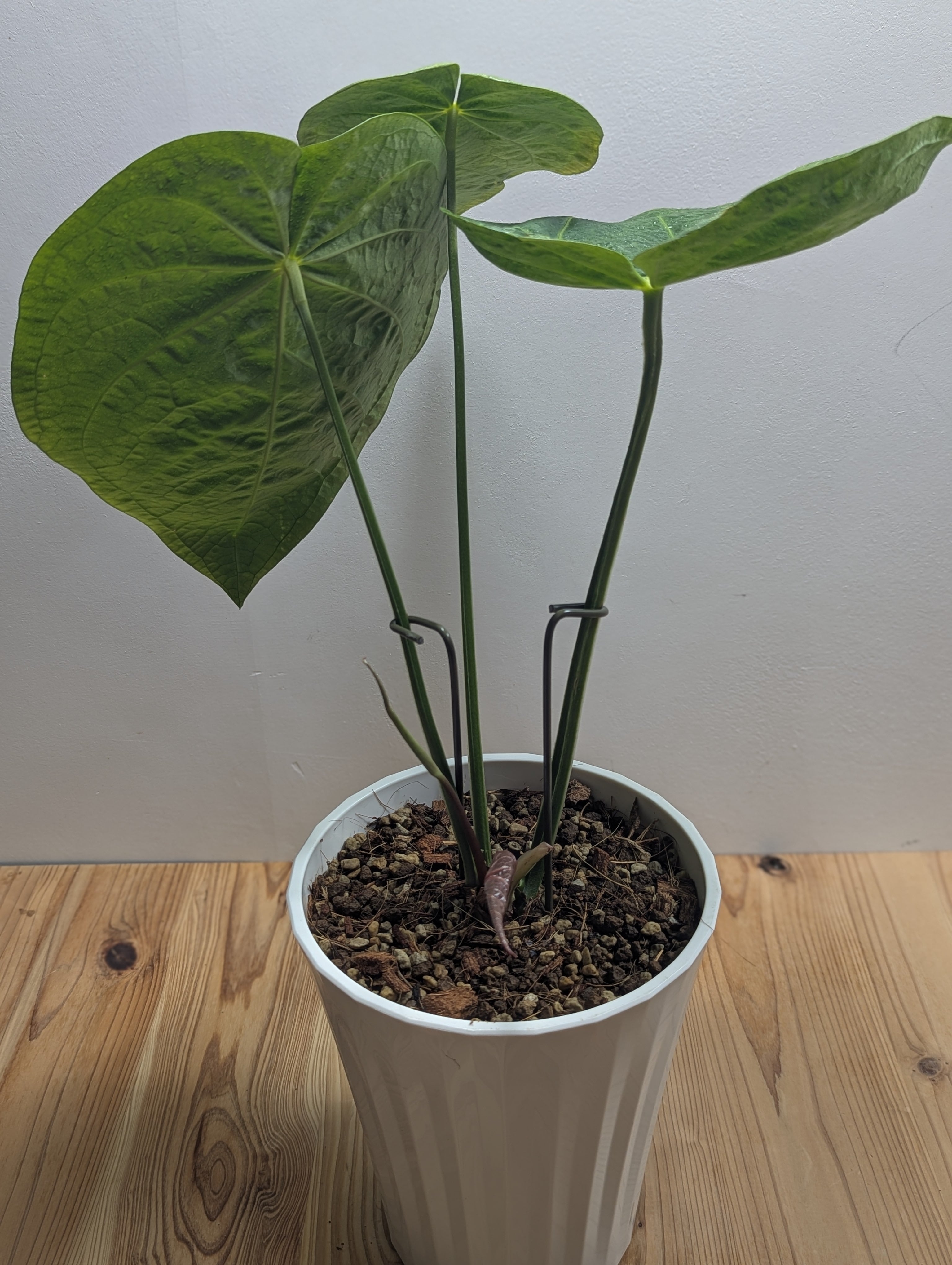 アンスリウム・マグニフィカム 6号 | GREEN Road 植物とパワーストーンの店
