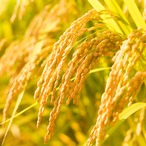 《真空パック》キューブタイプ　450g（3合）×12個（桐箱入）7年産