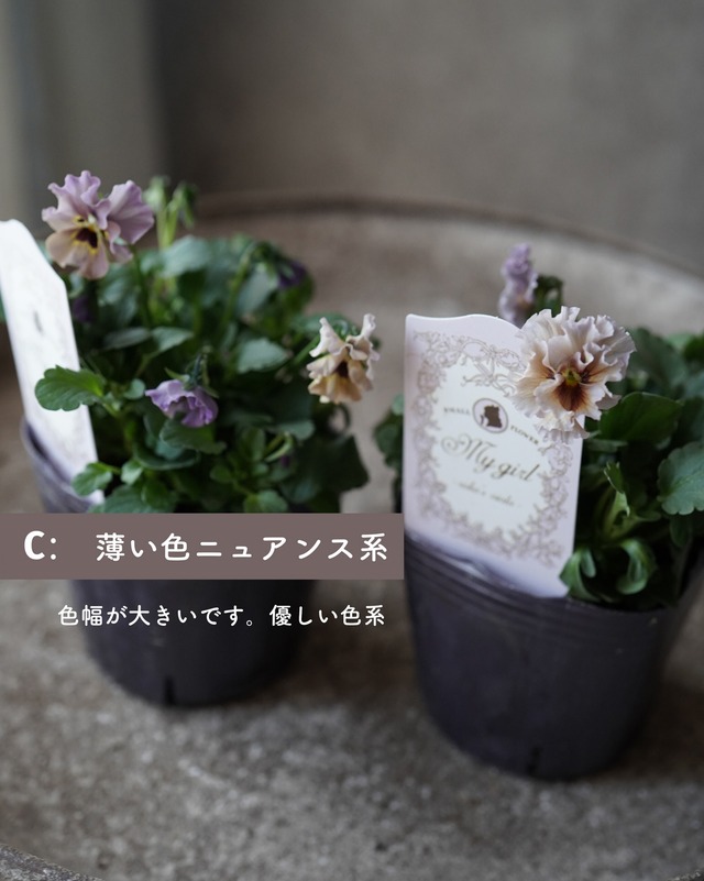 　ビオラ　マイガール　３号