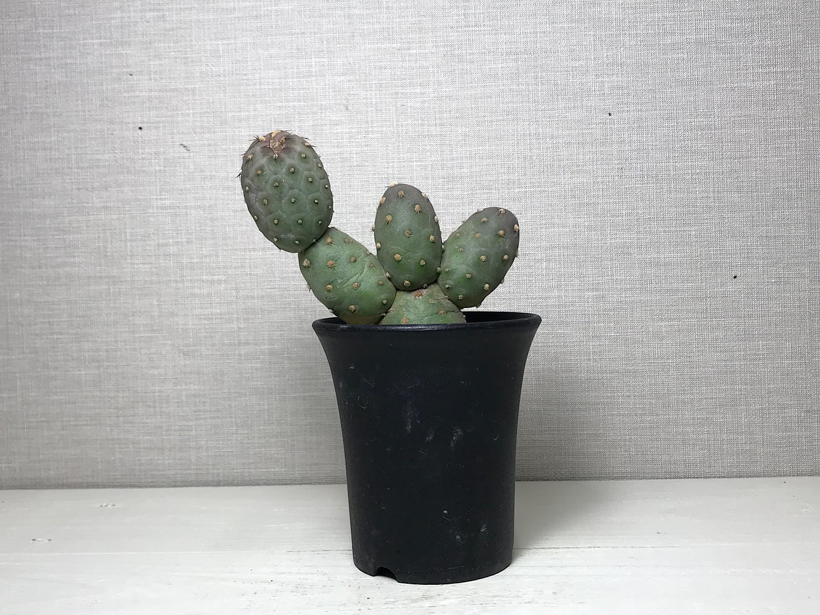 テフロカクタス ゲオメトリクス