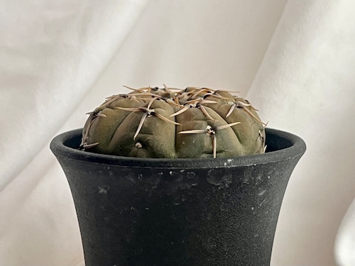 Gymnocalycium bodenbenderianum　ギムノカリキウム　怪竜丸　サボテン