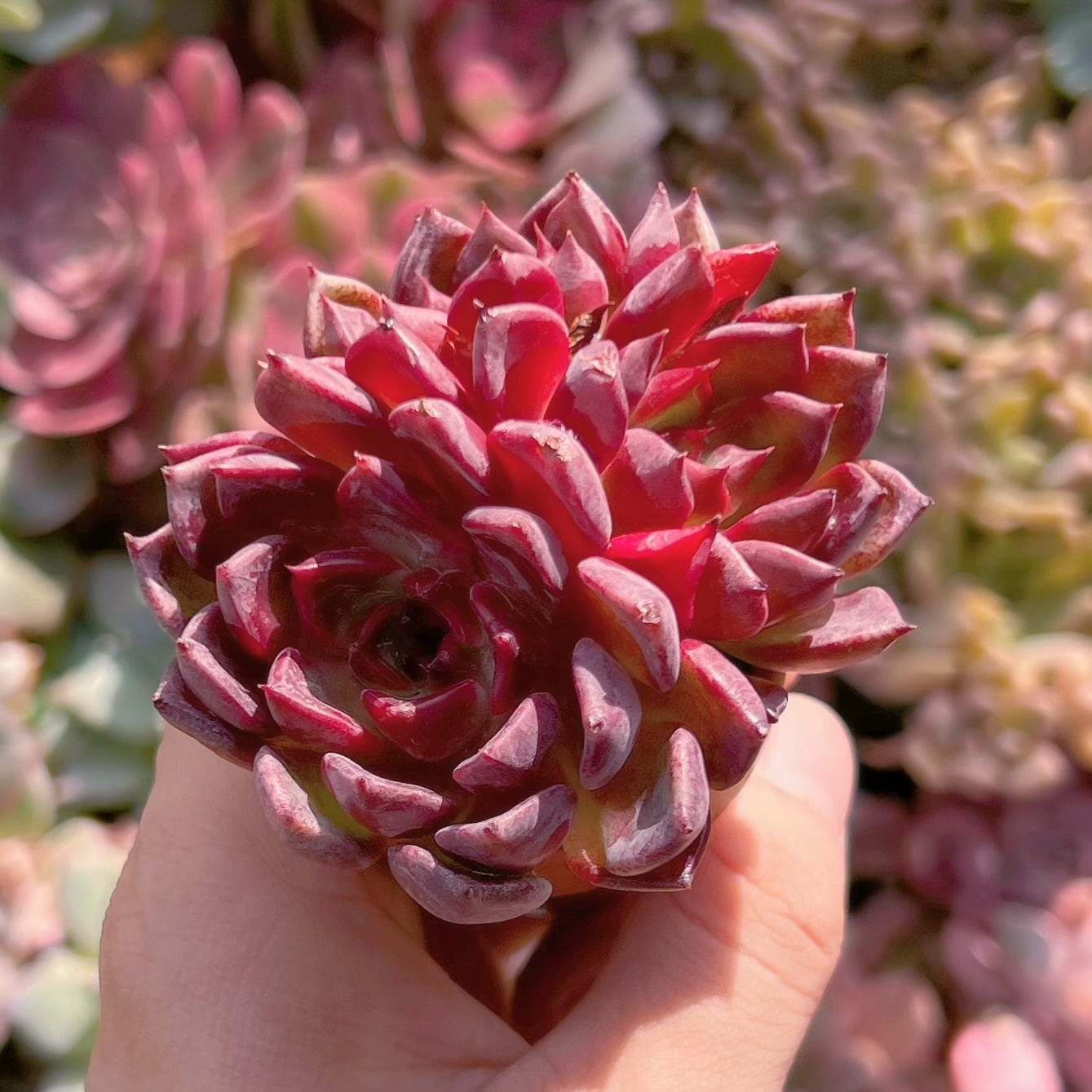 多肉植物 新品種黒夜 新入荷 | るる農園~多肉植物専門