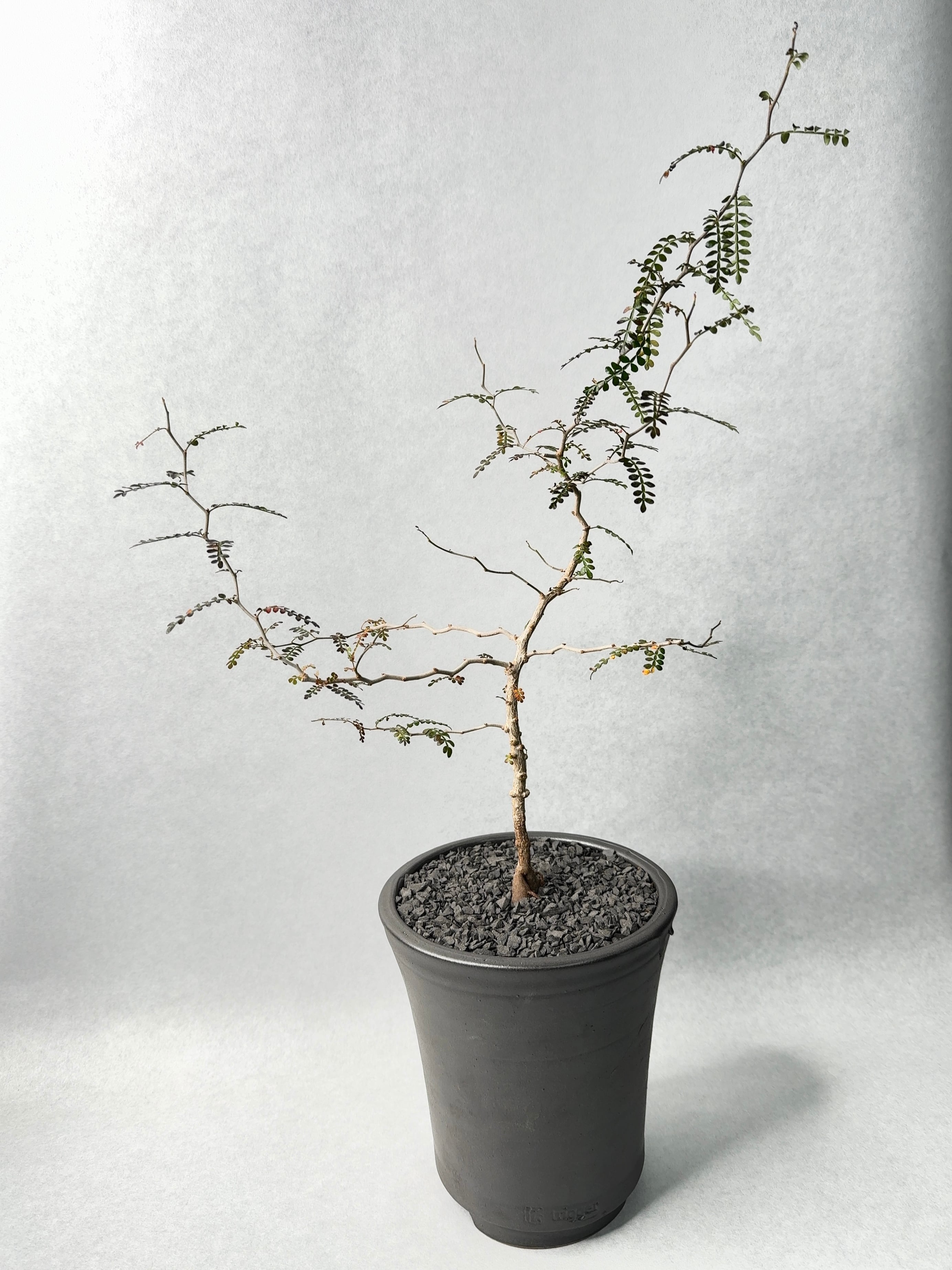 rawlifefactory オペルクリカリアパキプス植え込み rawlifefactory オペルクリカリアパキプス植え込み