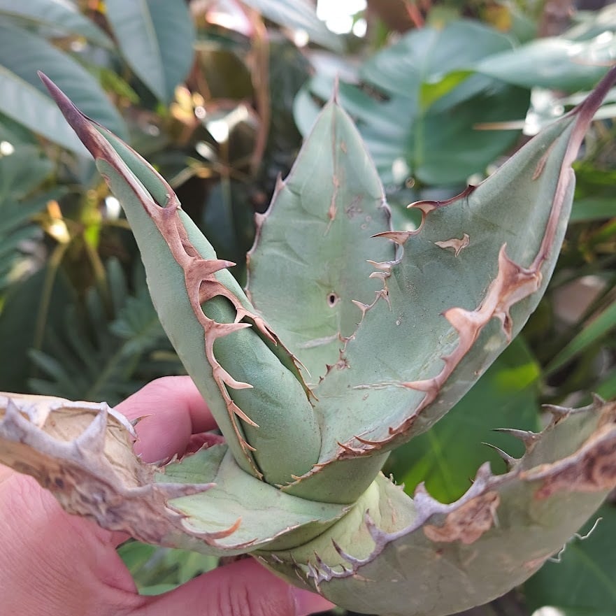 アガベ チタノタ オアハカ Agave titanota Oaxaca 13