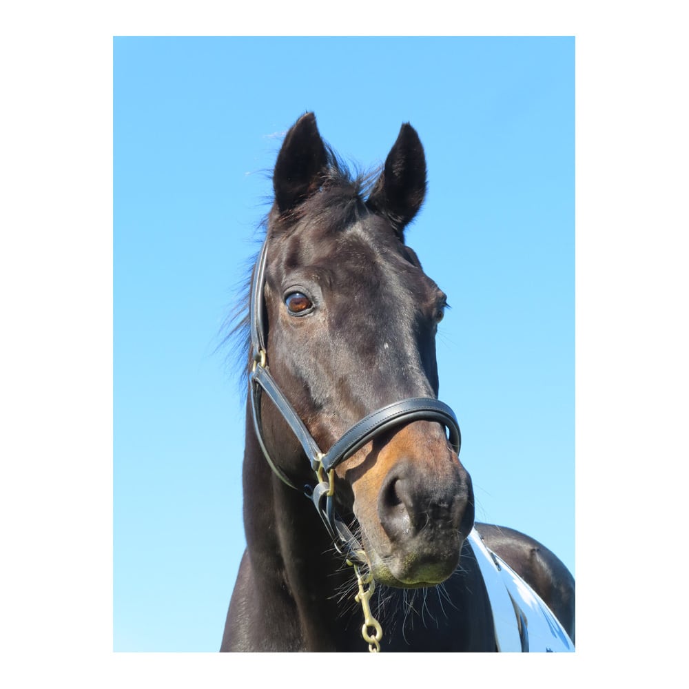 ウイニングチケット マグカップ | Hidaka Horse Select Shop