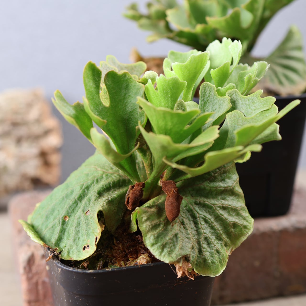 601『ビカクシダ リドレイ P.rideyi dwarf silvery sporeling』観葉