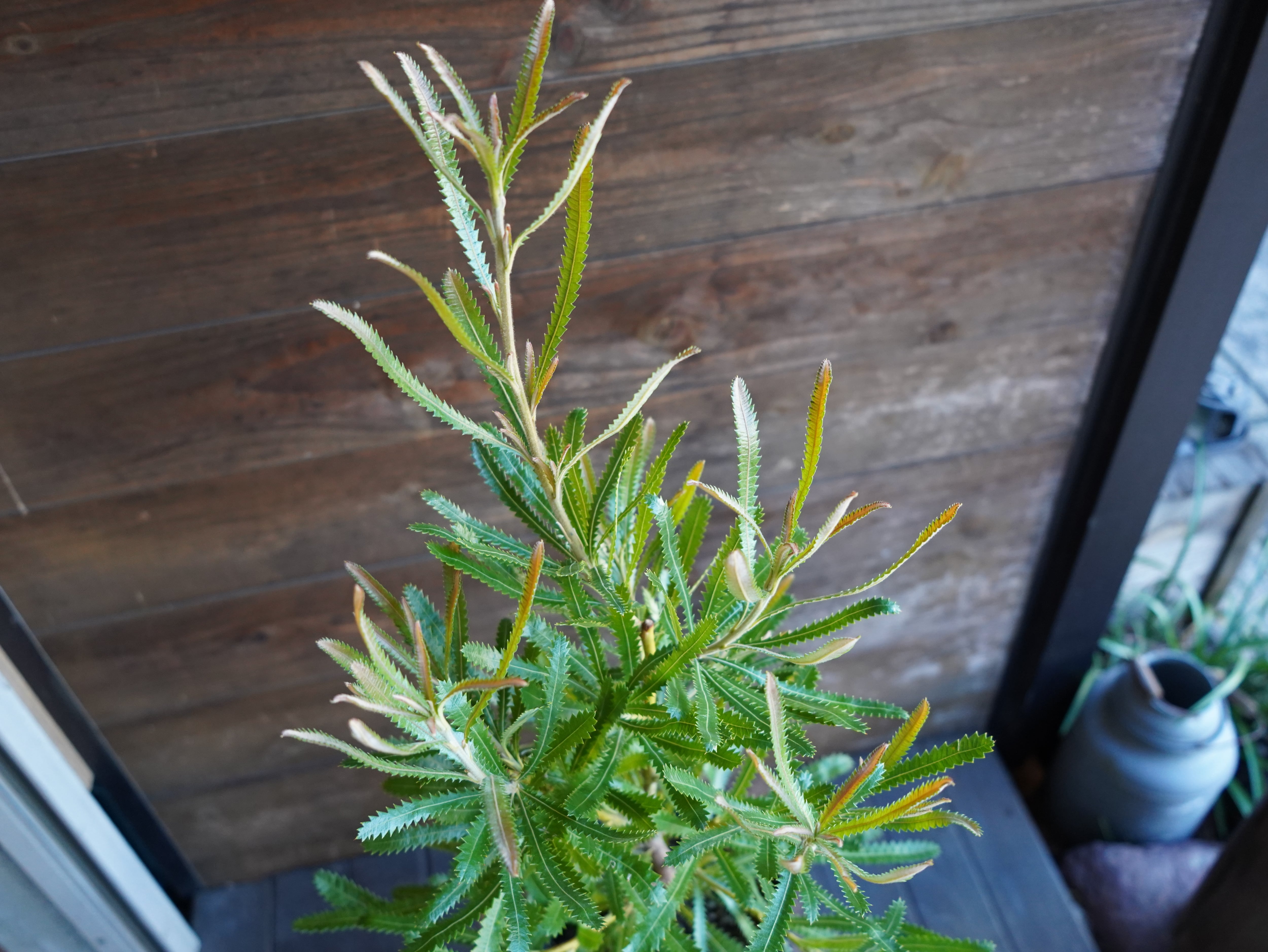 【現物】バンクシア ”アエムラ” 6号 B