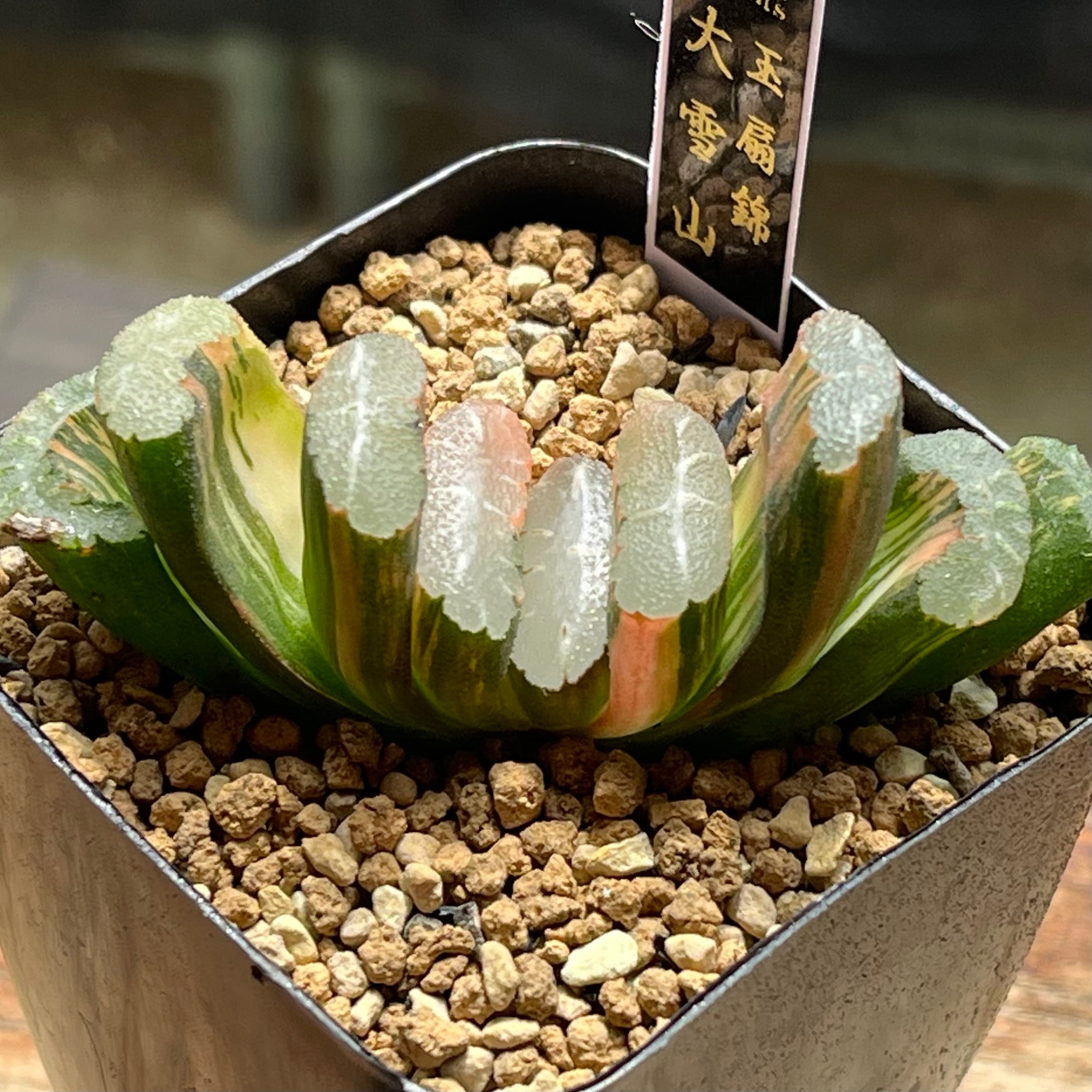 ハオルチア　グロエネワルディ錦　極上株 錦 | mocono_plants
