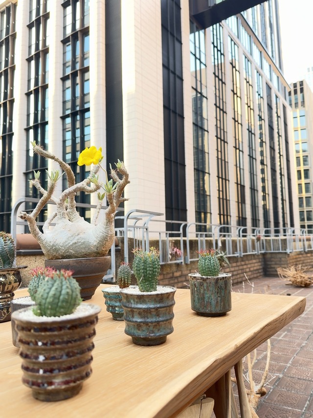 【 INDIVIDUALITY 】実生