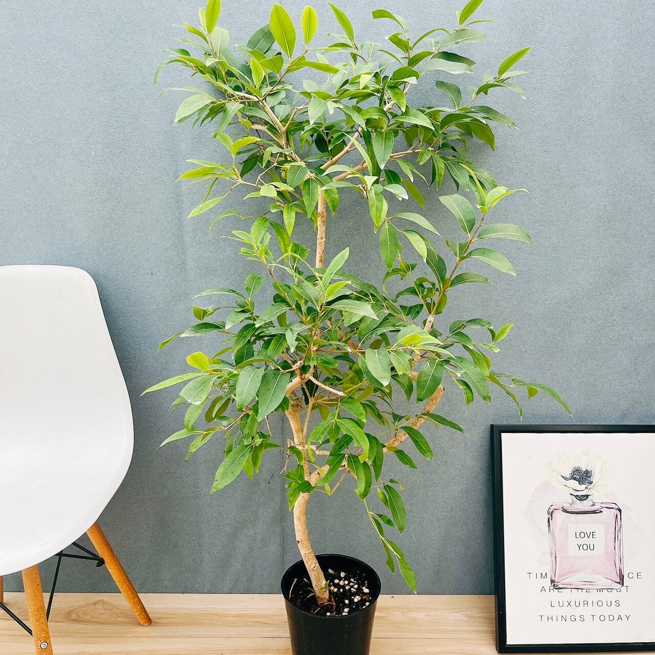 現品］1番 ドラセナ コンシンネ トリカラー 8号 観葉植物 室内 大型