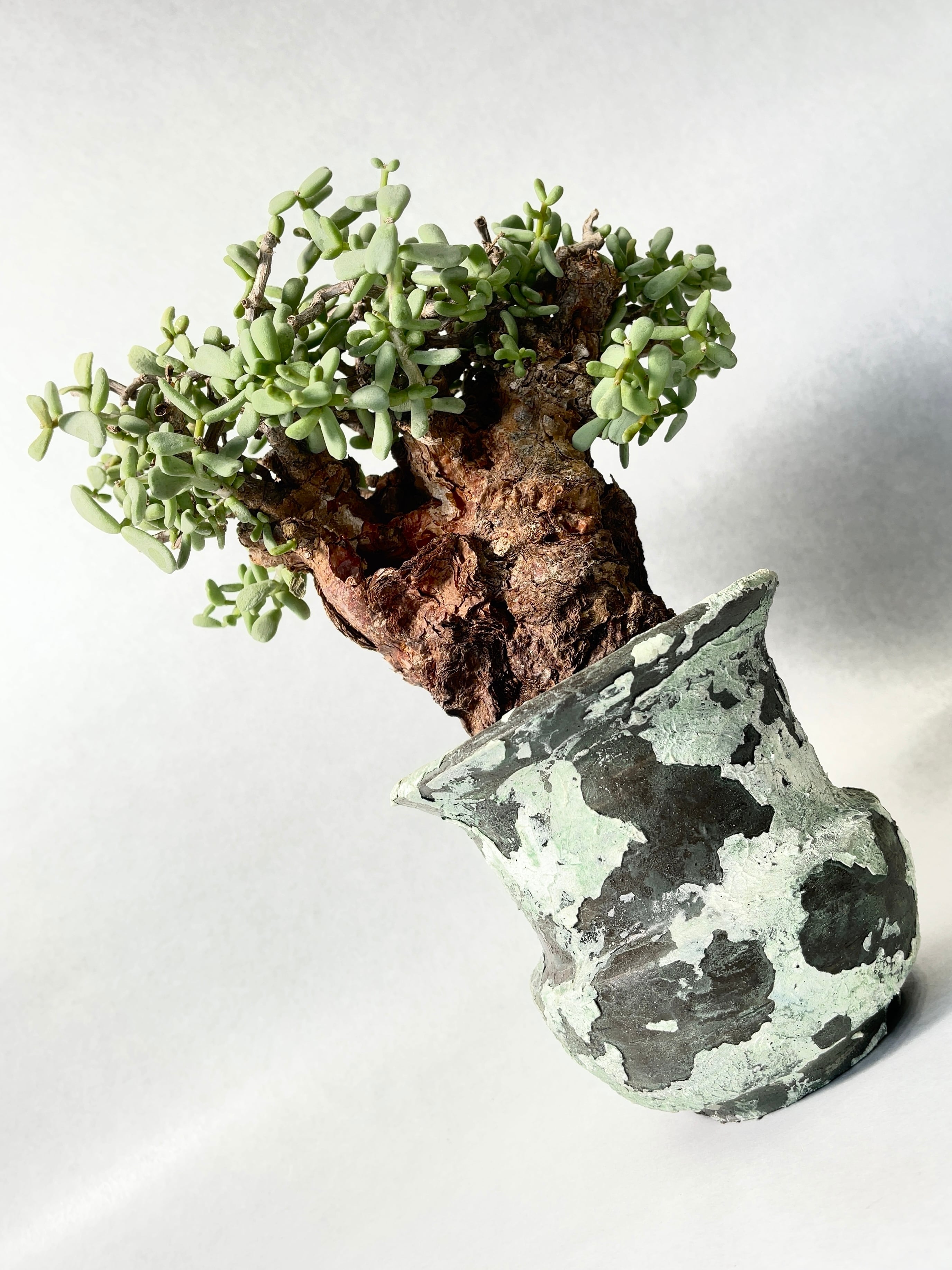 ケラリア ピグマエア GC② ケラリア・ピグマエア 大好評につき、予想外に全然数が足りませ