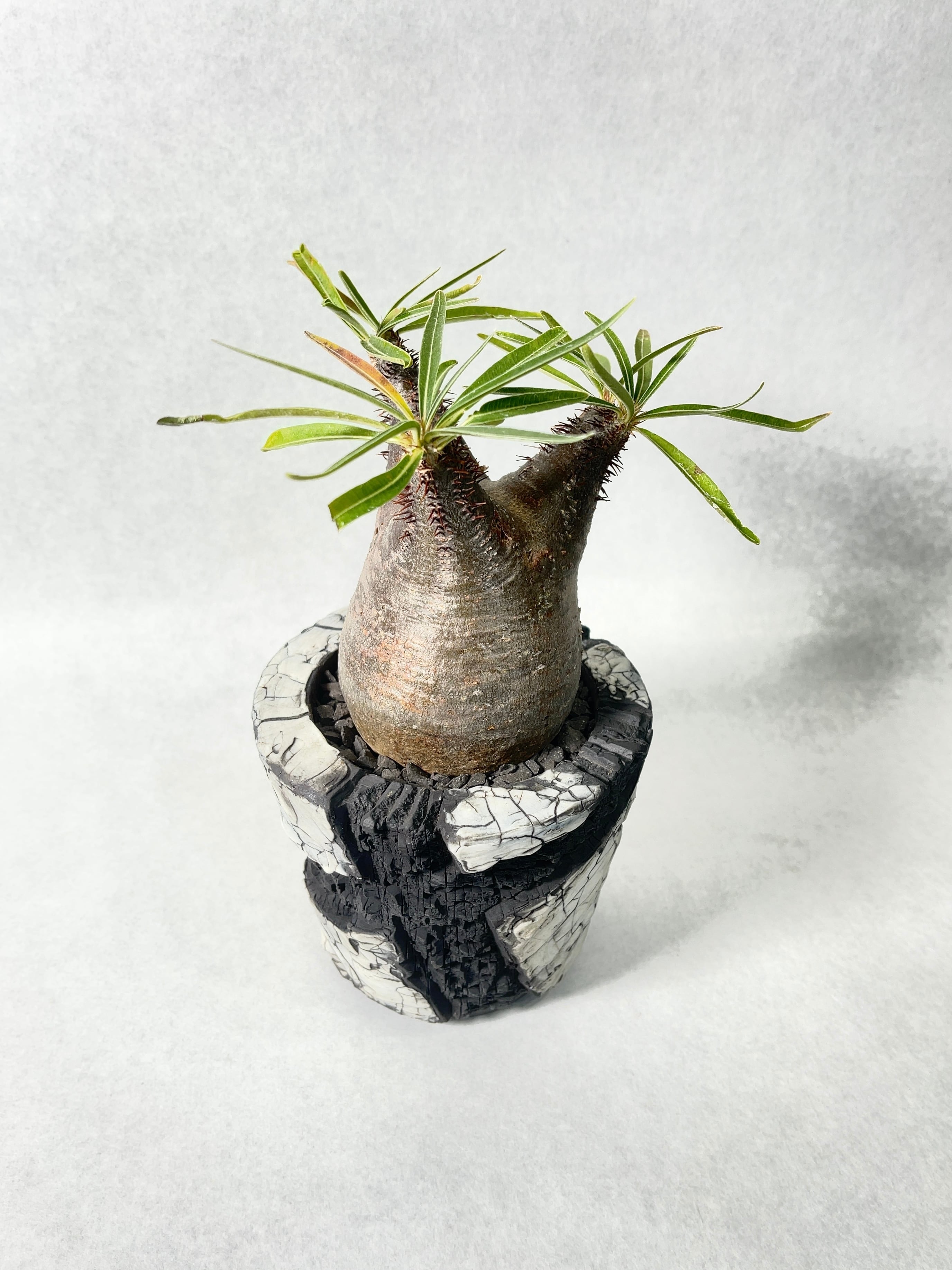 鉢 植木鉢 プランター 佐藤恵一 2026年最新】佐藤恵一 鉢の人気