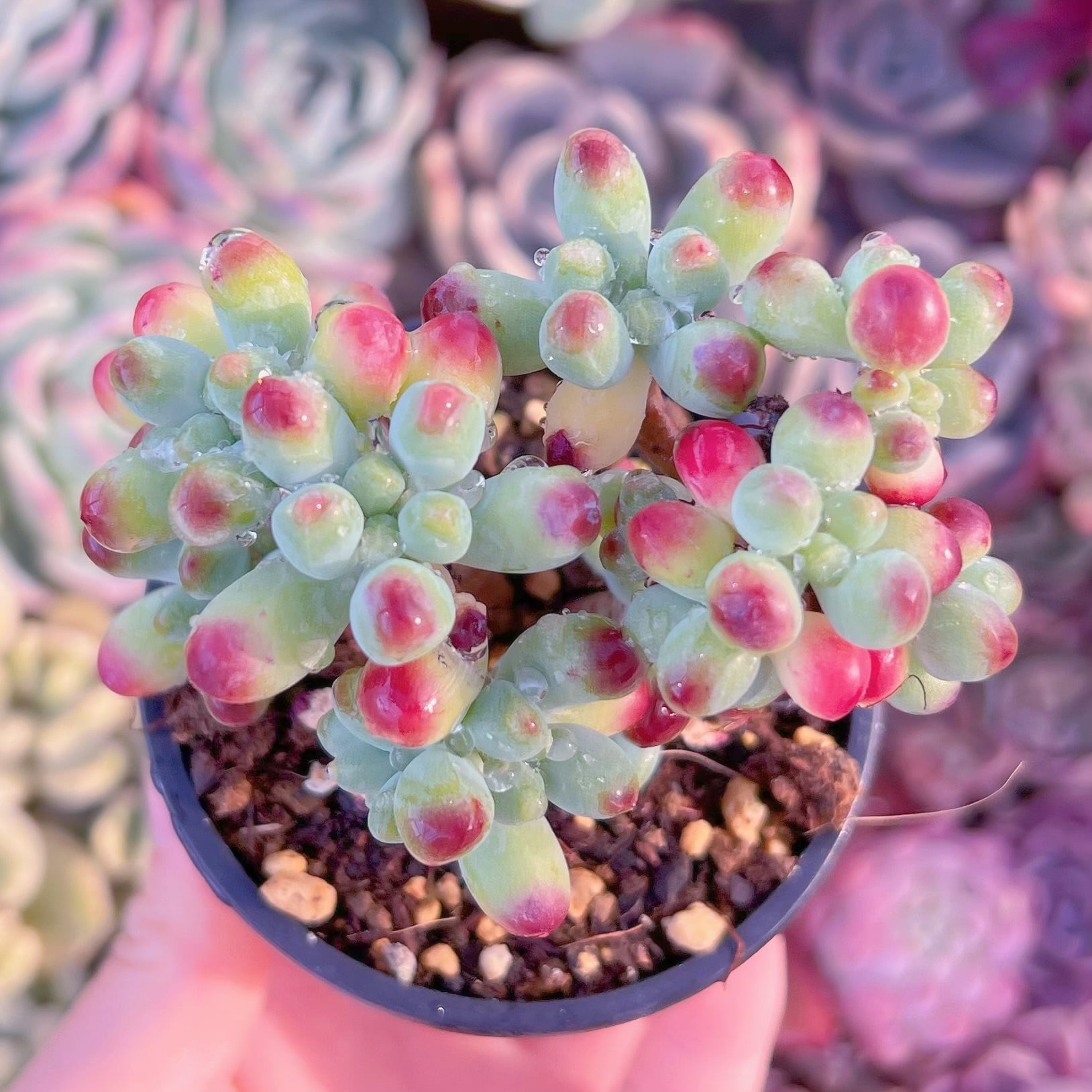 現品　ベリー果#D14　るる農園