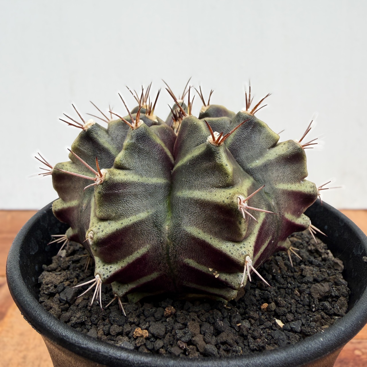 GymnocalyciumLB2178 hyb【ギムノカリキウム・LBハイブリッド】