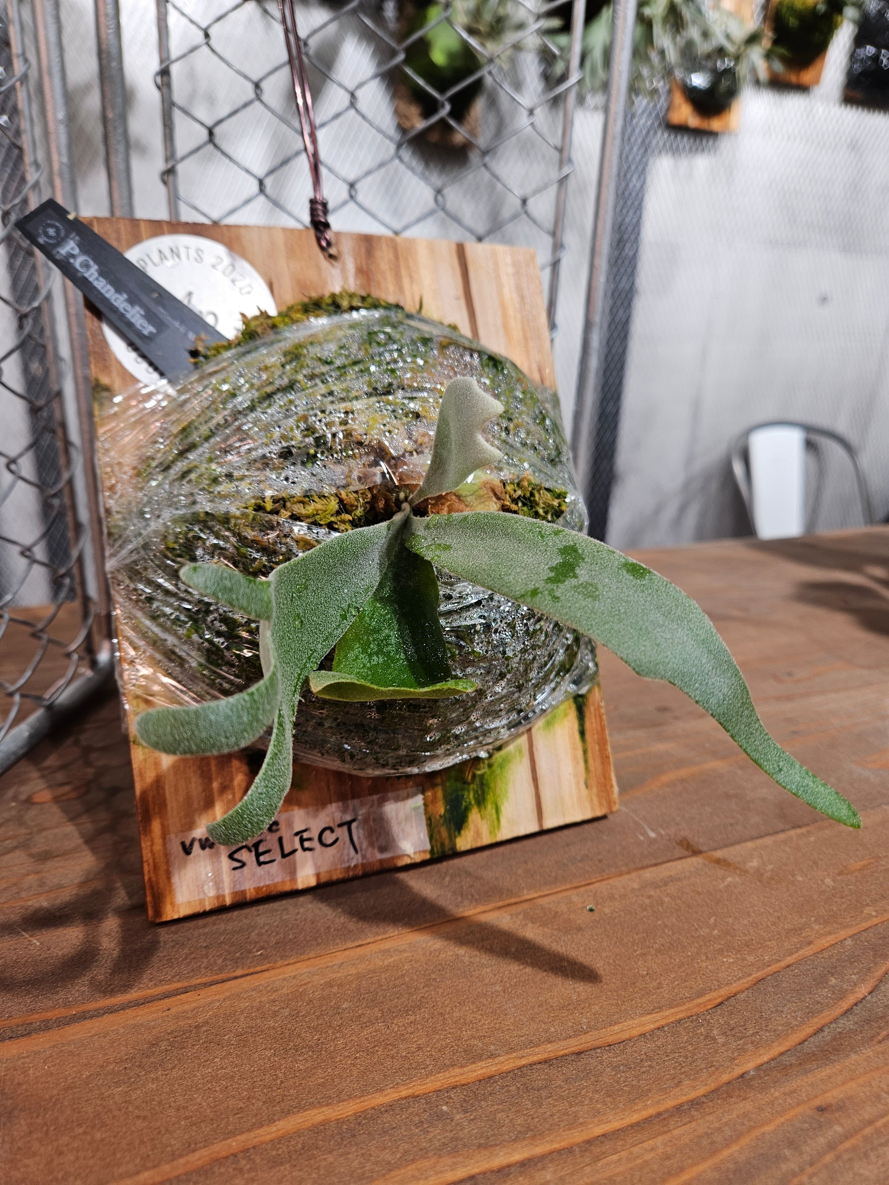 P.Chandelier【 artPLANTs/PLANTS GARAGE 】ビカクシダ/Platycerium