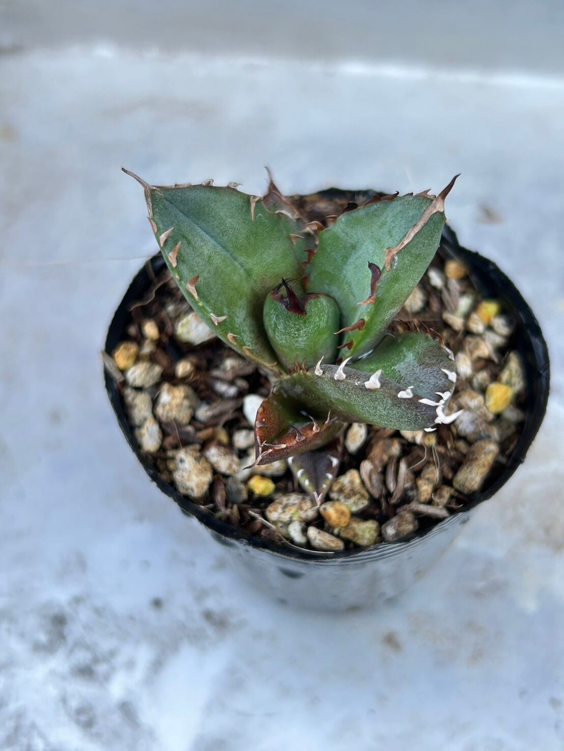 【 7 】oteroi seedling ②