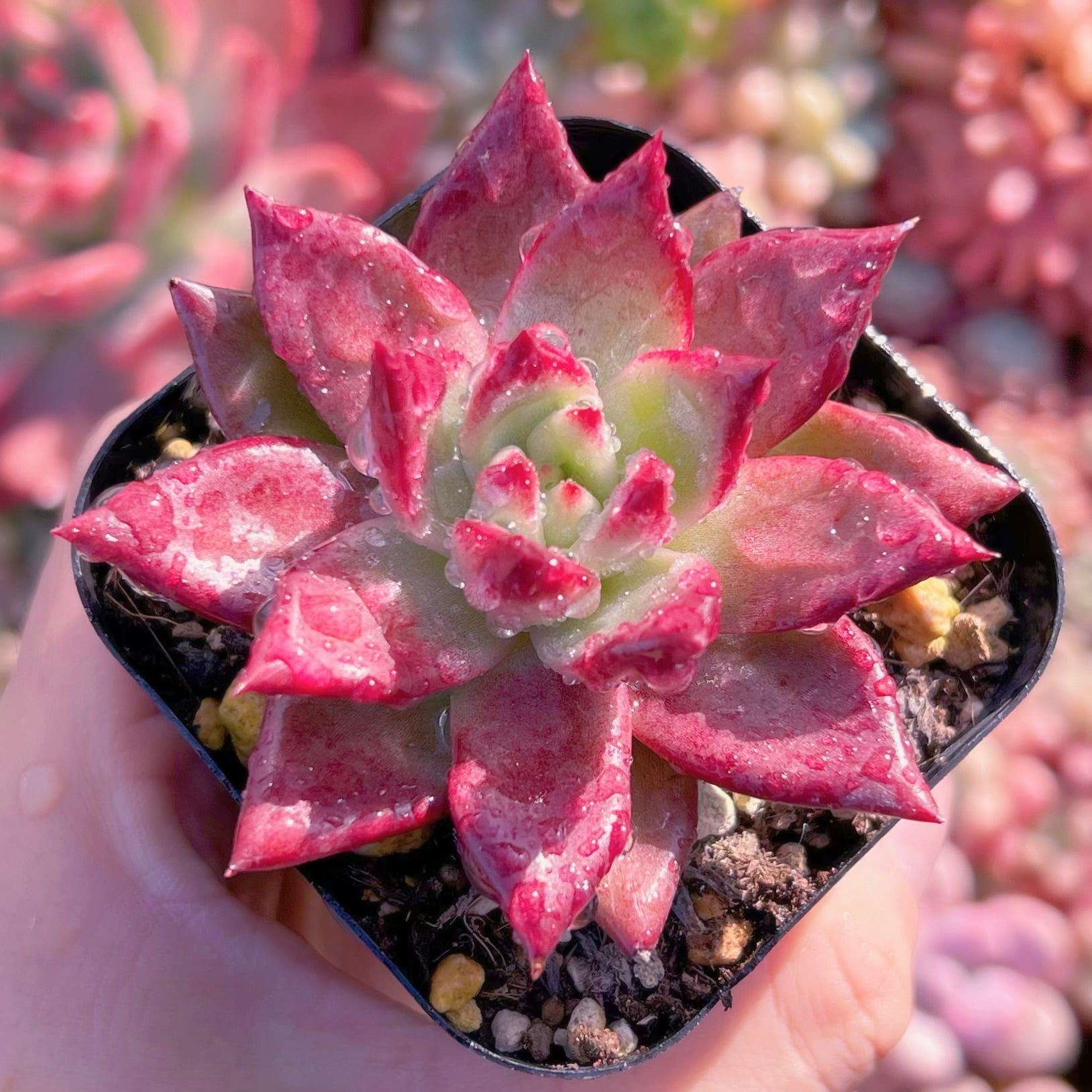 多肉植物　熟柿　新入荷　るる農園