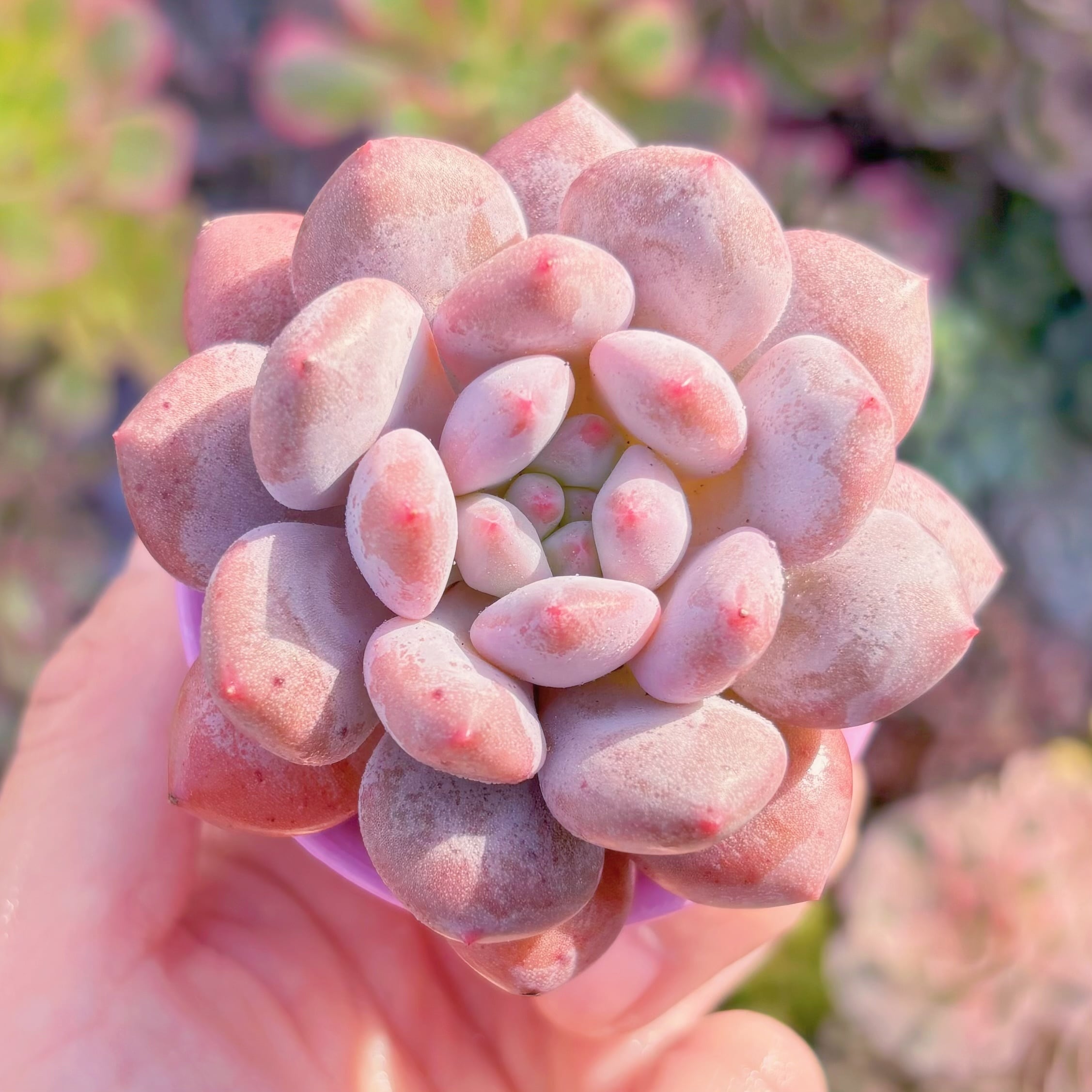 多肉植物　新品種　貂蝉（ちょうせん）　新入荷　るる農園