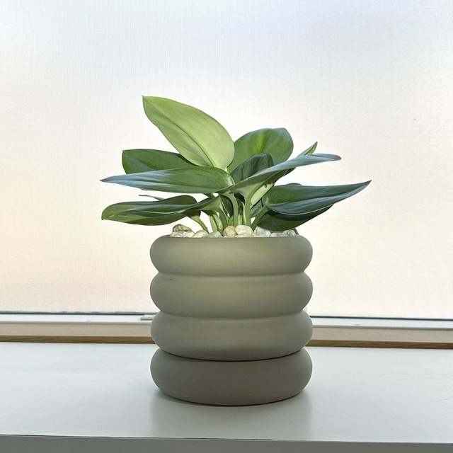 スキンダプサス・ムーンライト