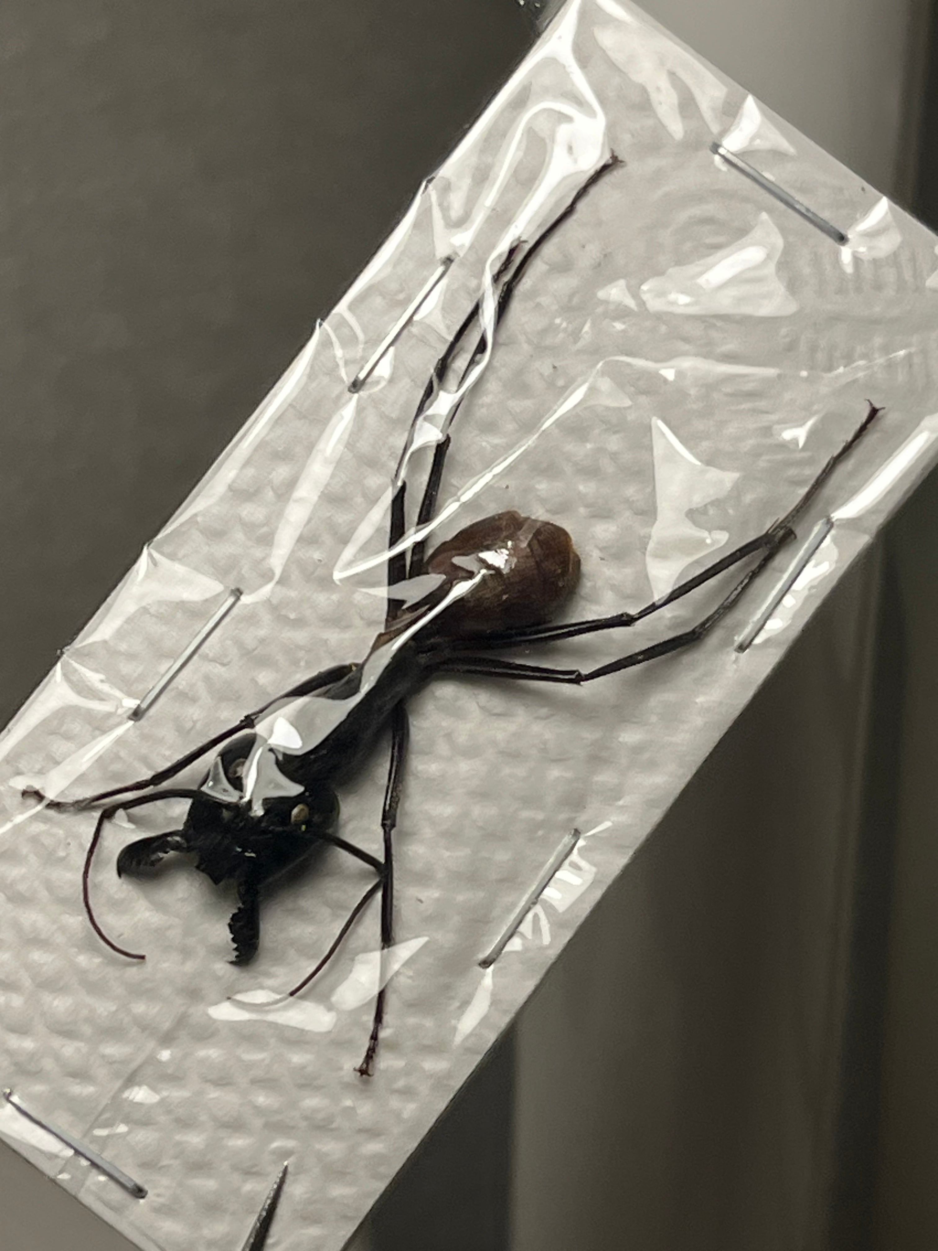 乾燥珍々】シロアリの女王標本 超巨大 液浸標本 昆虫標本 パラポネラ