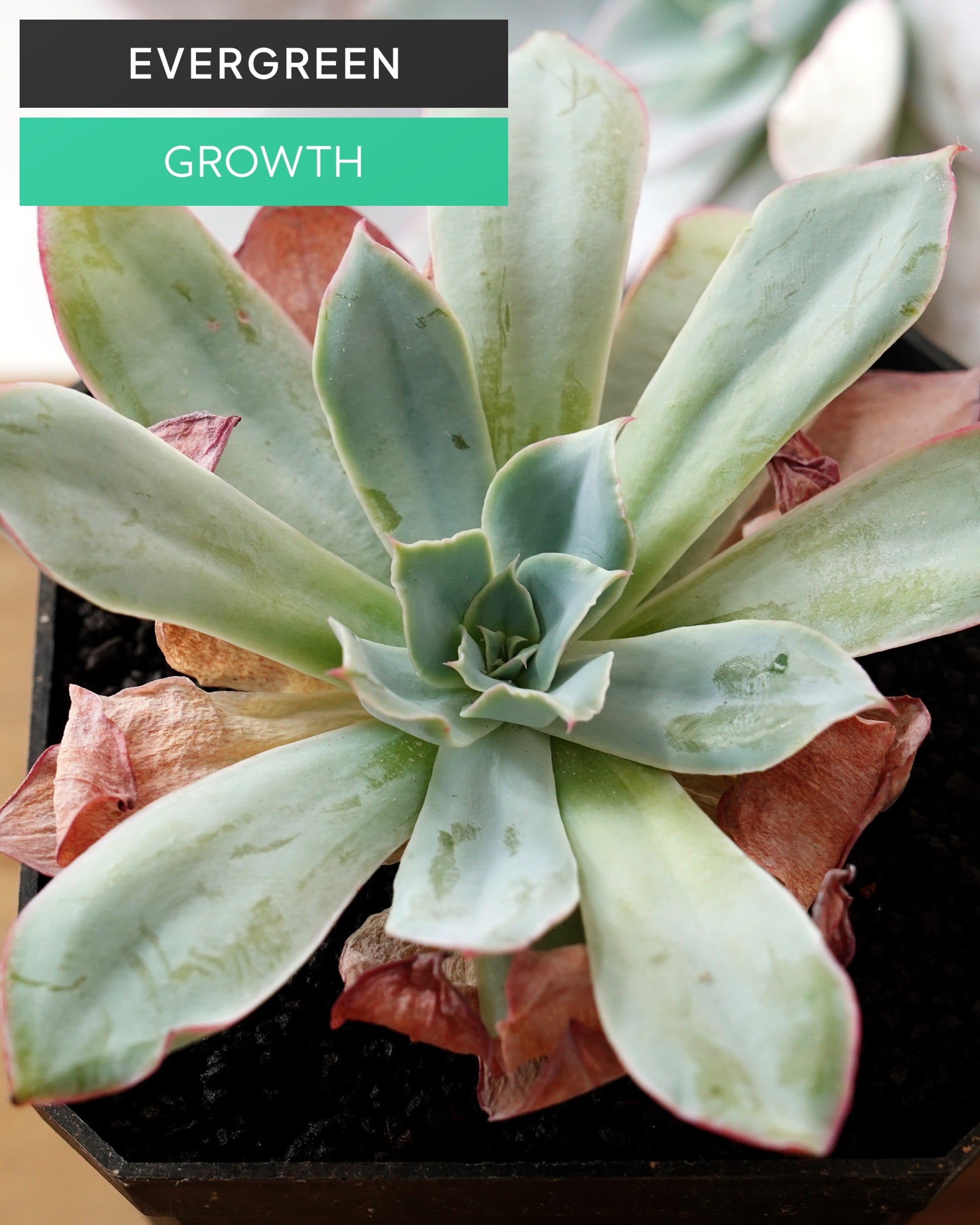 エケベリア（っぽいコ） | PUKUBOOK SUCCULENTS