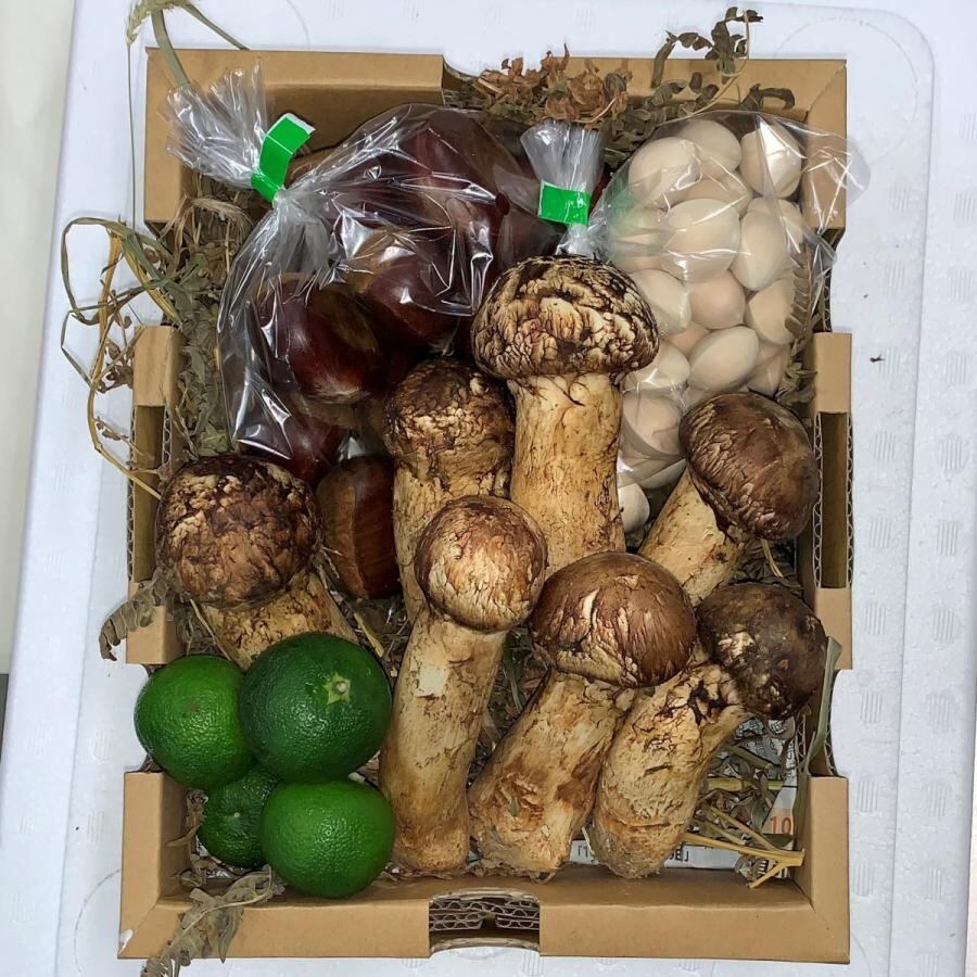 松茸　北海道　800g 訳あり 国産 松茸 北海道 800g 訳あり 国産 【公式通販】