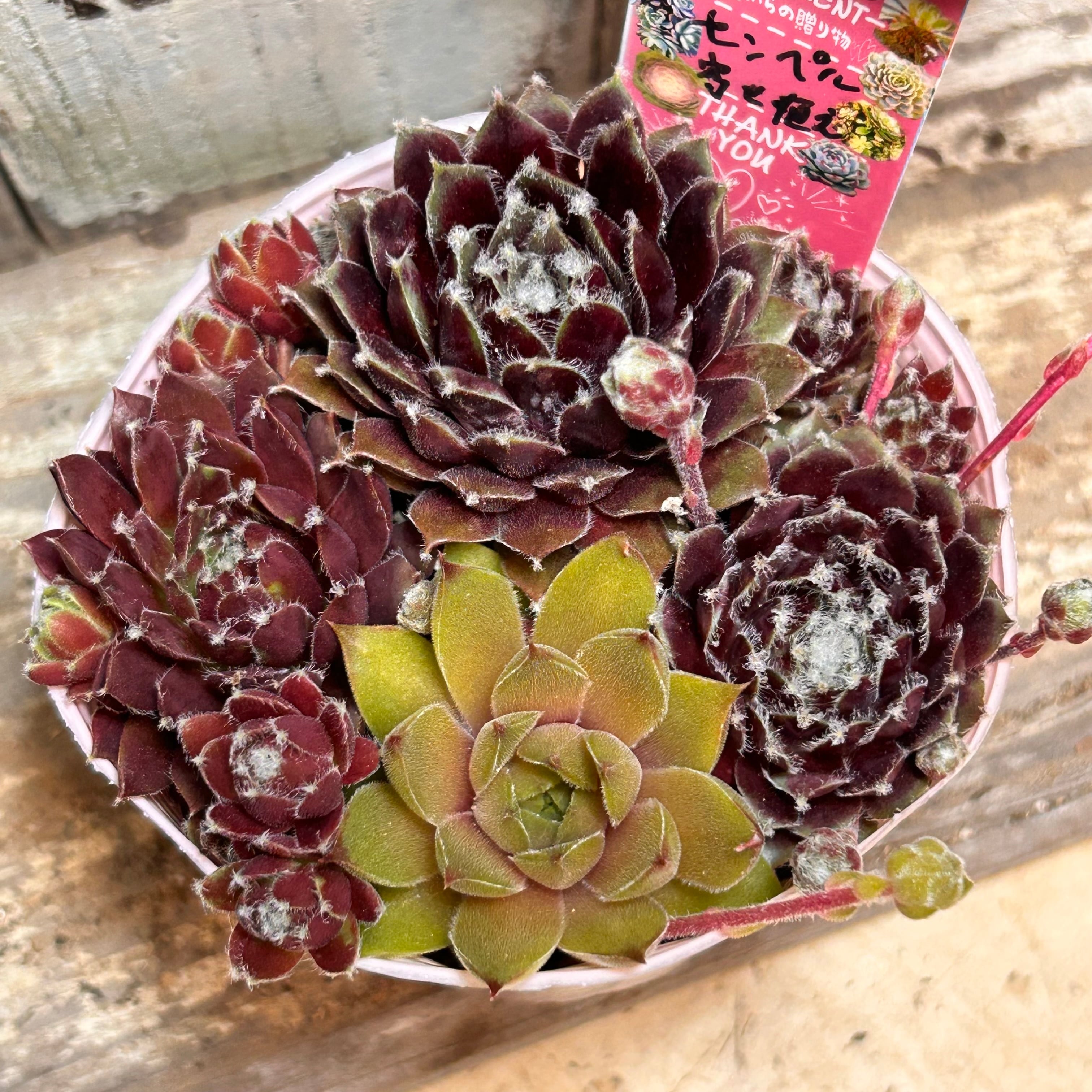 センペル | RuPo 多肉植物専門店