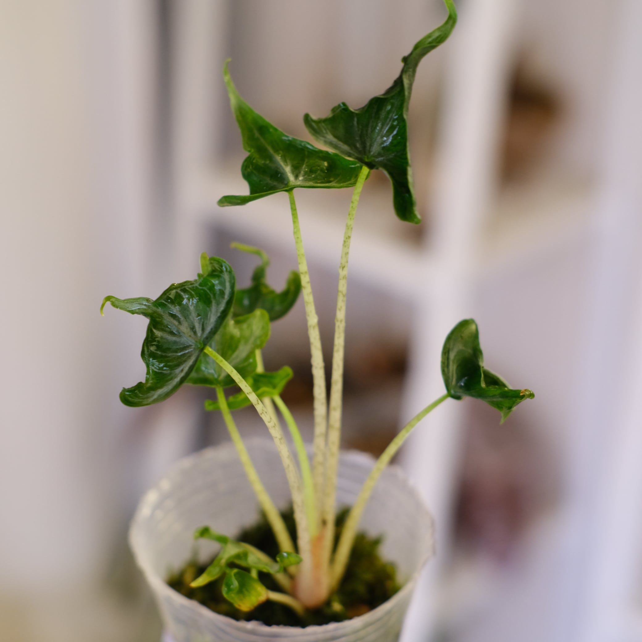 熱帯植物　アロカシア　\