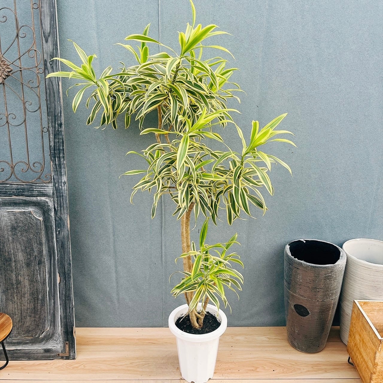 観葉植物〉サガリバナ 実生苗 | PAY ID