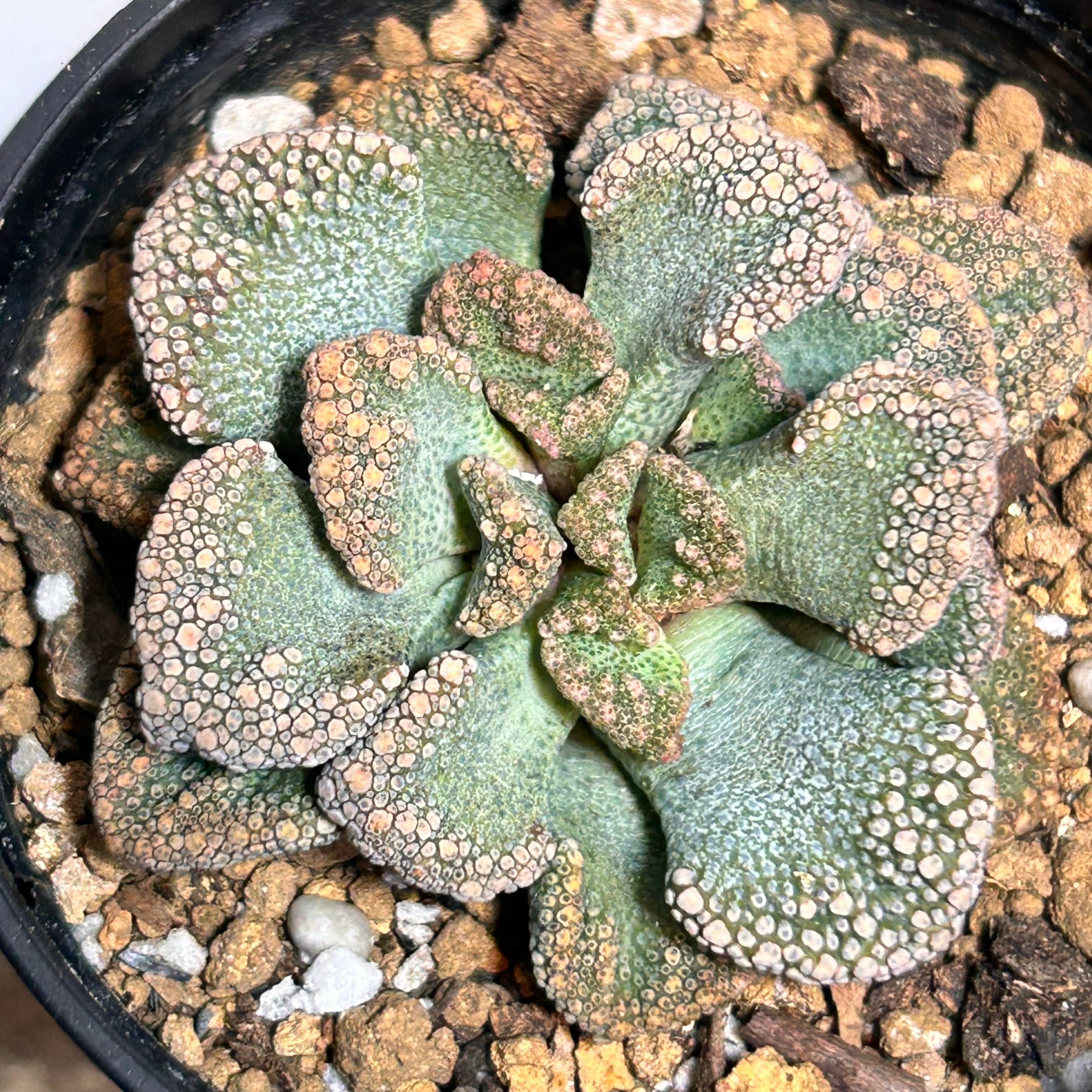 伊達法師 アエオニウム | RuPo 多肉植物専門店