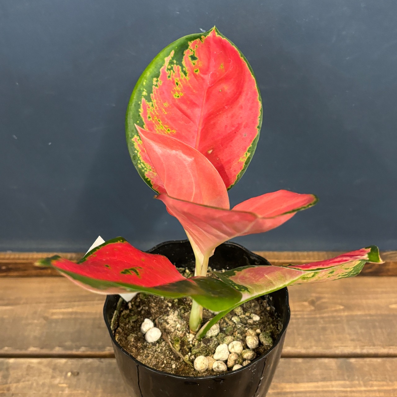 アグラオネマ チャイナレッド【789】