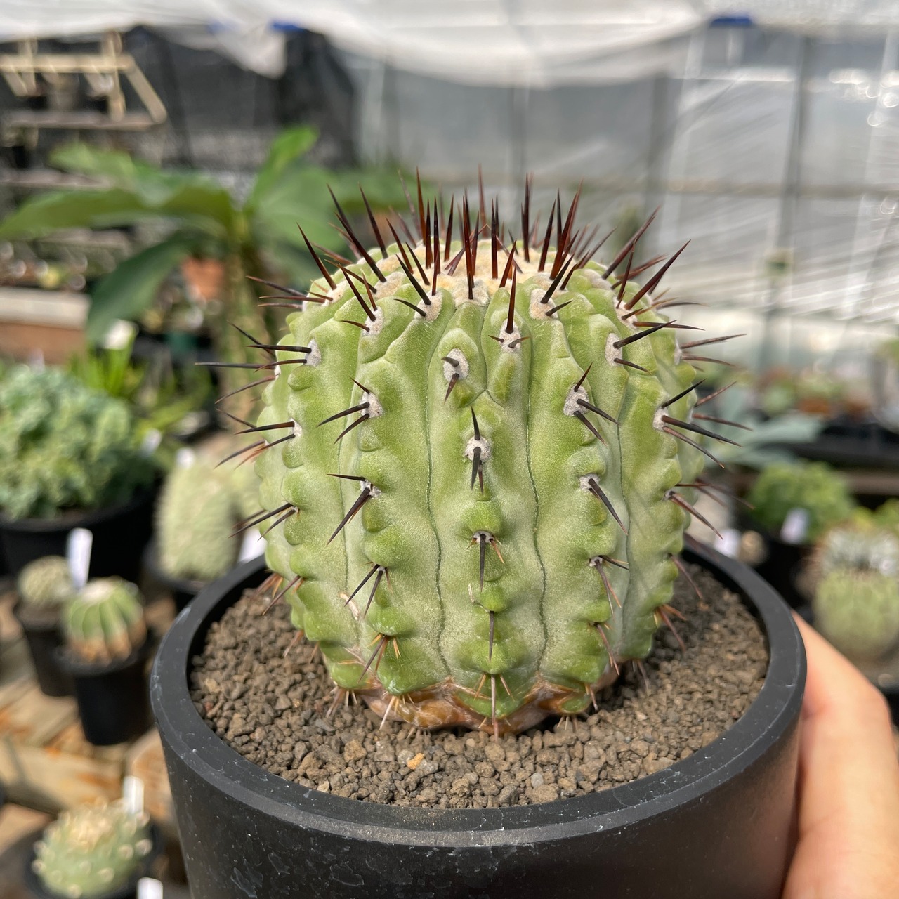 Copiapoa cinerea var. columna-alba【コピアポア・孤竜丸】