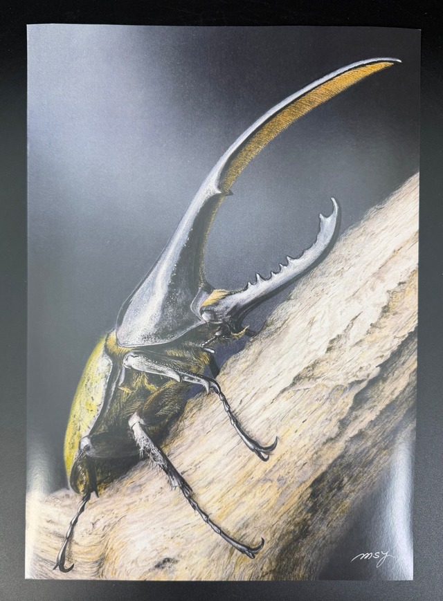 色鉛筆画ポストカードver.  1枚 ヘラクレスオオカブト