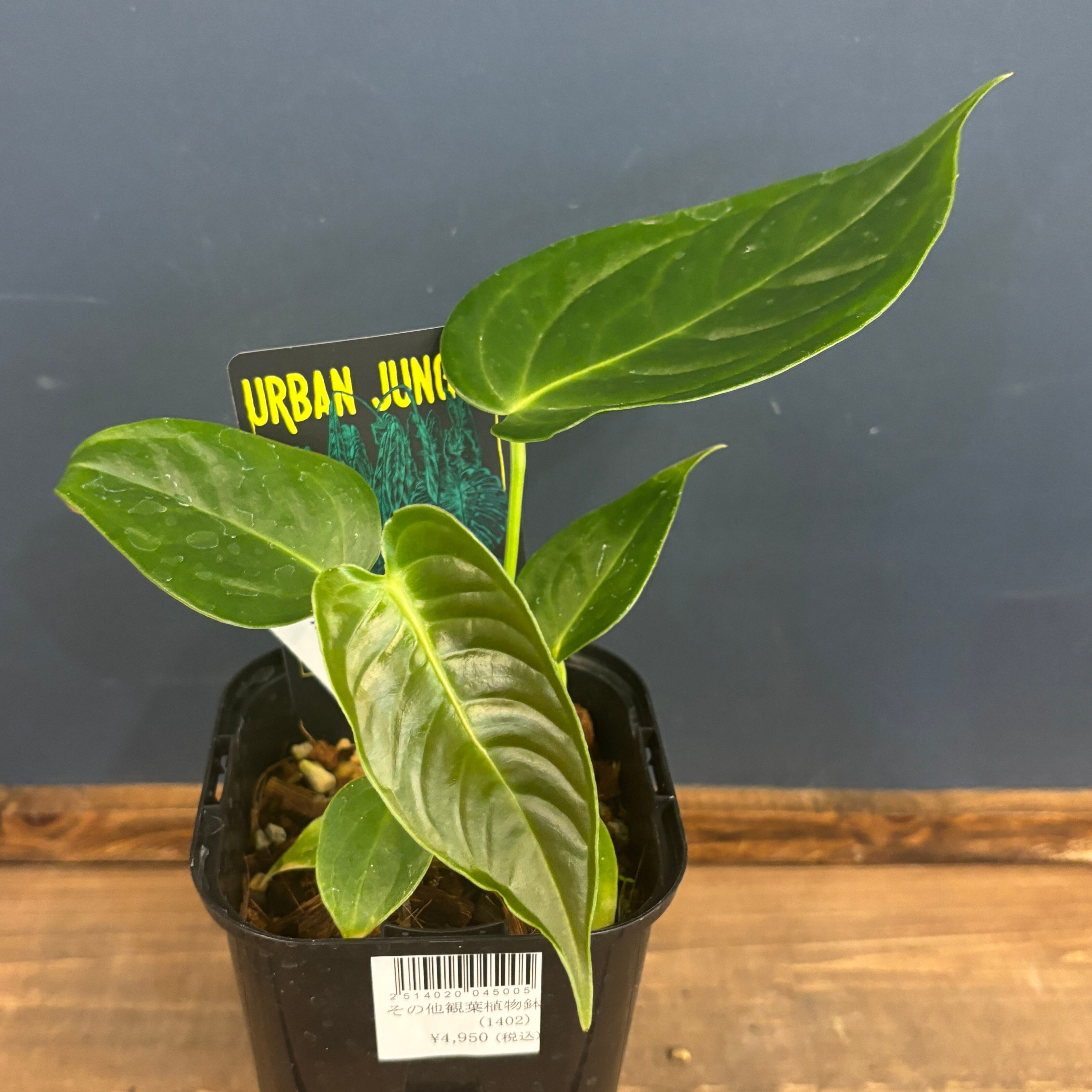 アンスリウム ベイチー