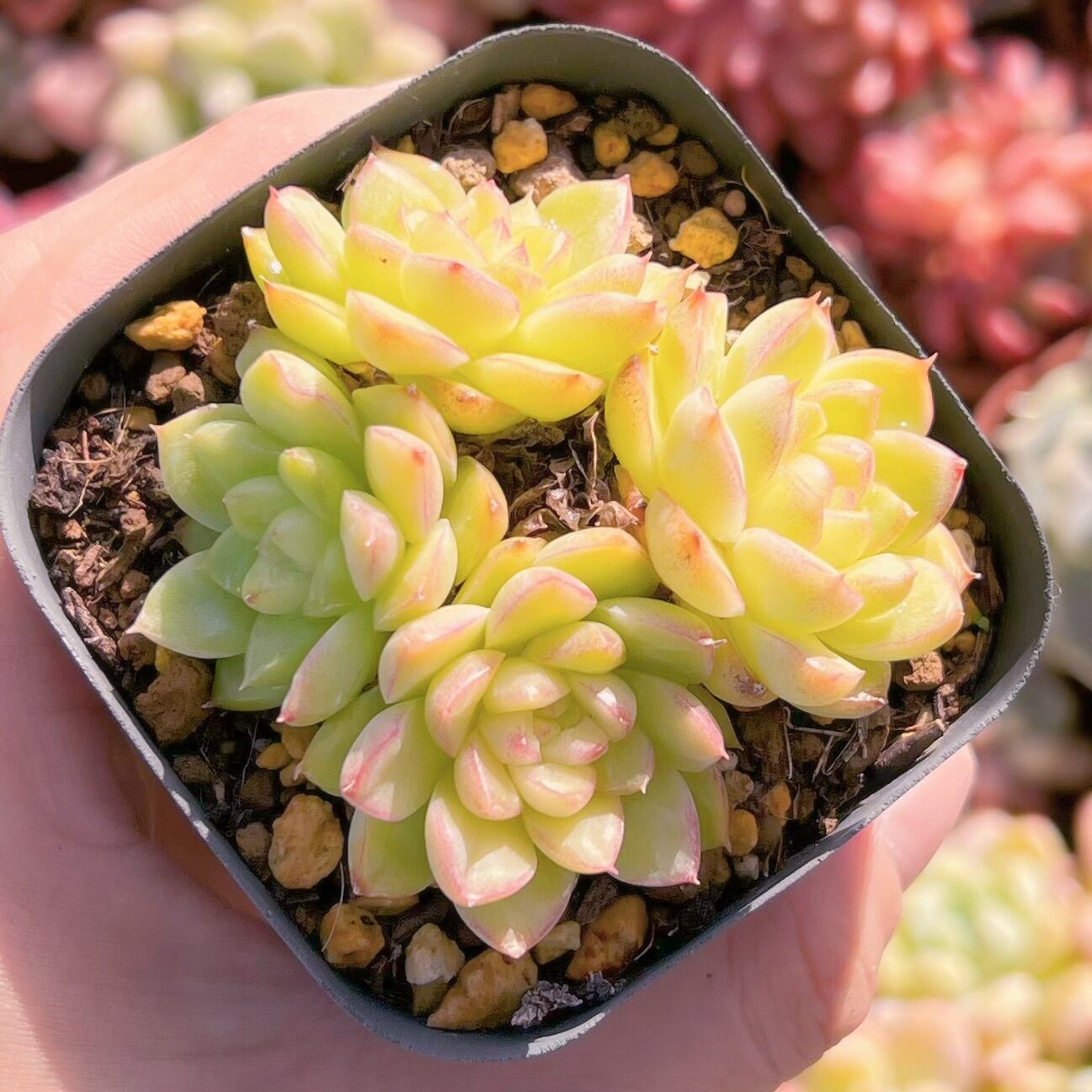 現品　パープルクイーン#518   古株   るる農園