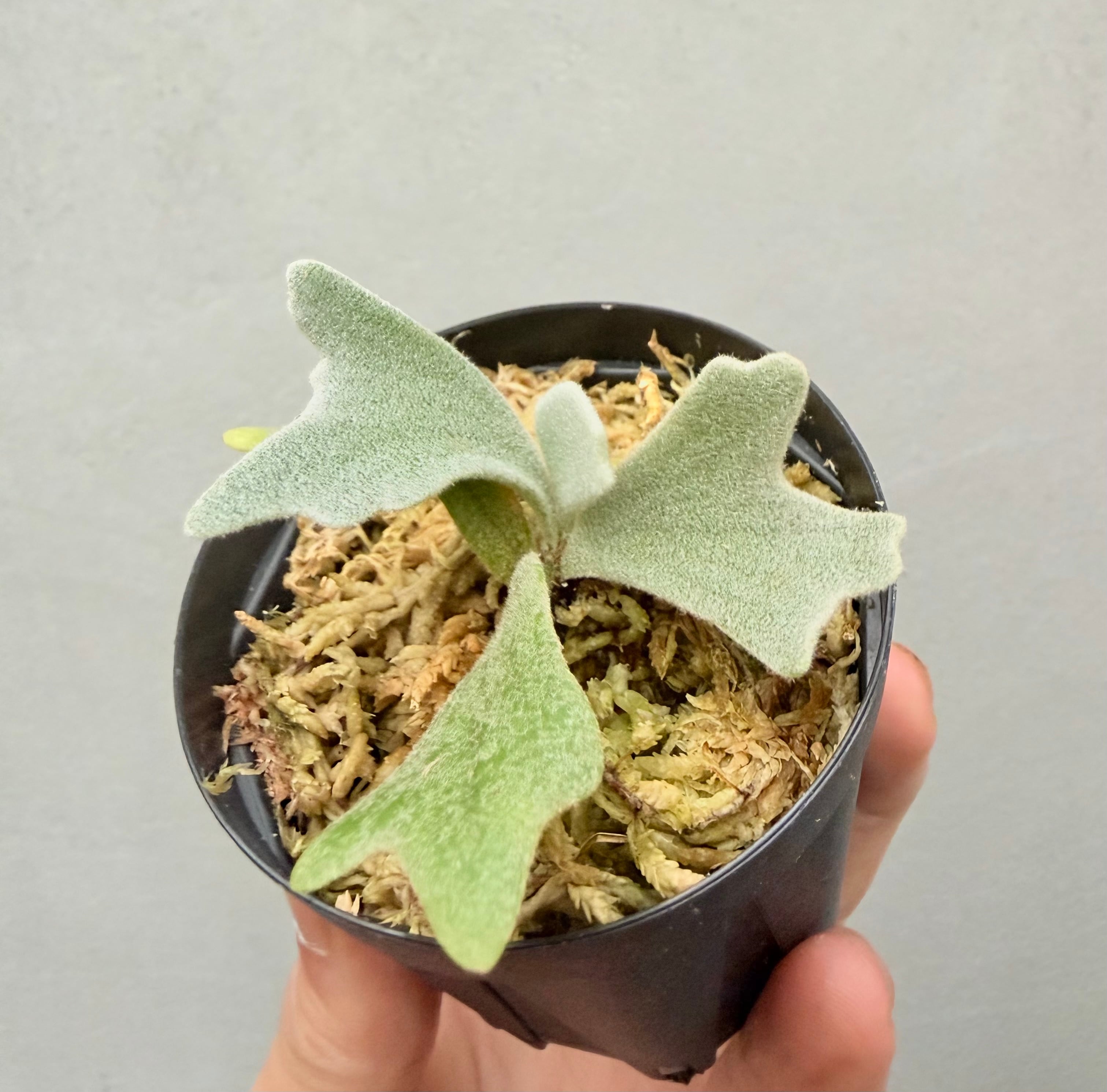 c) P. willinckii 'Frosty Maiden' spore grown ③ビカクシダ