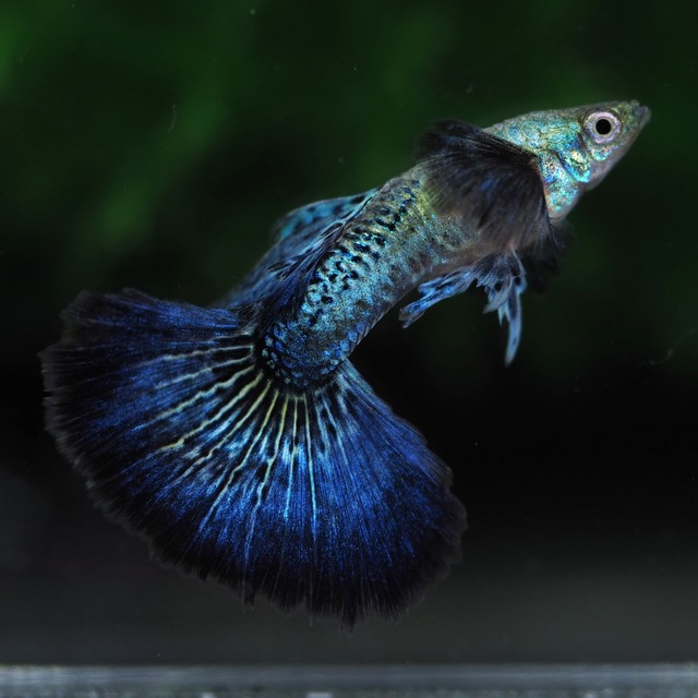 【現物】上物プラチナブルードラゴン　1ペア＋おまけ1ペア(No.1)