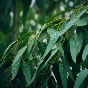 【WOTE精油】入門講座 7種アロマキット10/11【zoom開催】