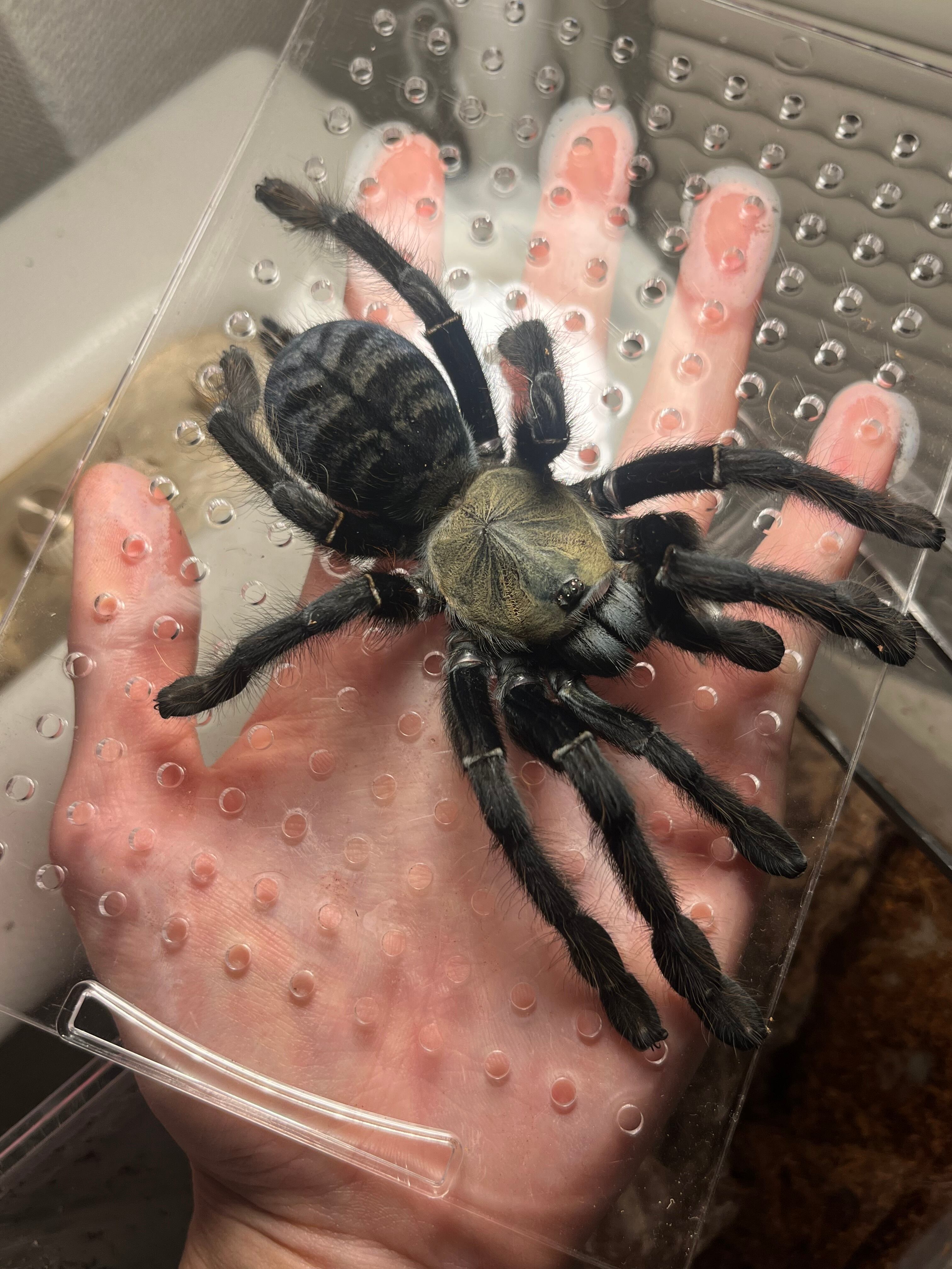 ♀生体】Omothymus sp. Sumatran Tigerタランチュラ LS17cm程 ムカデ