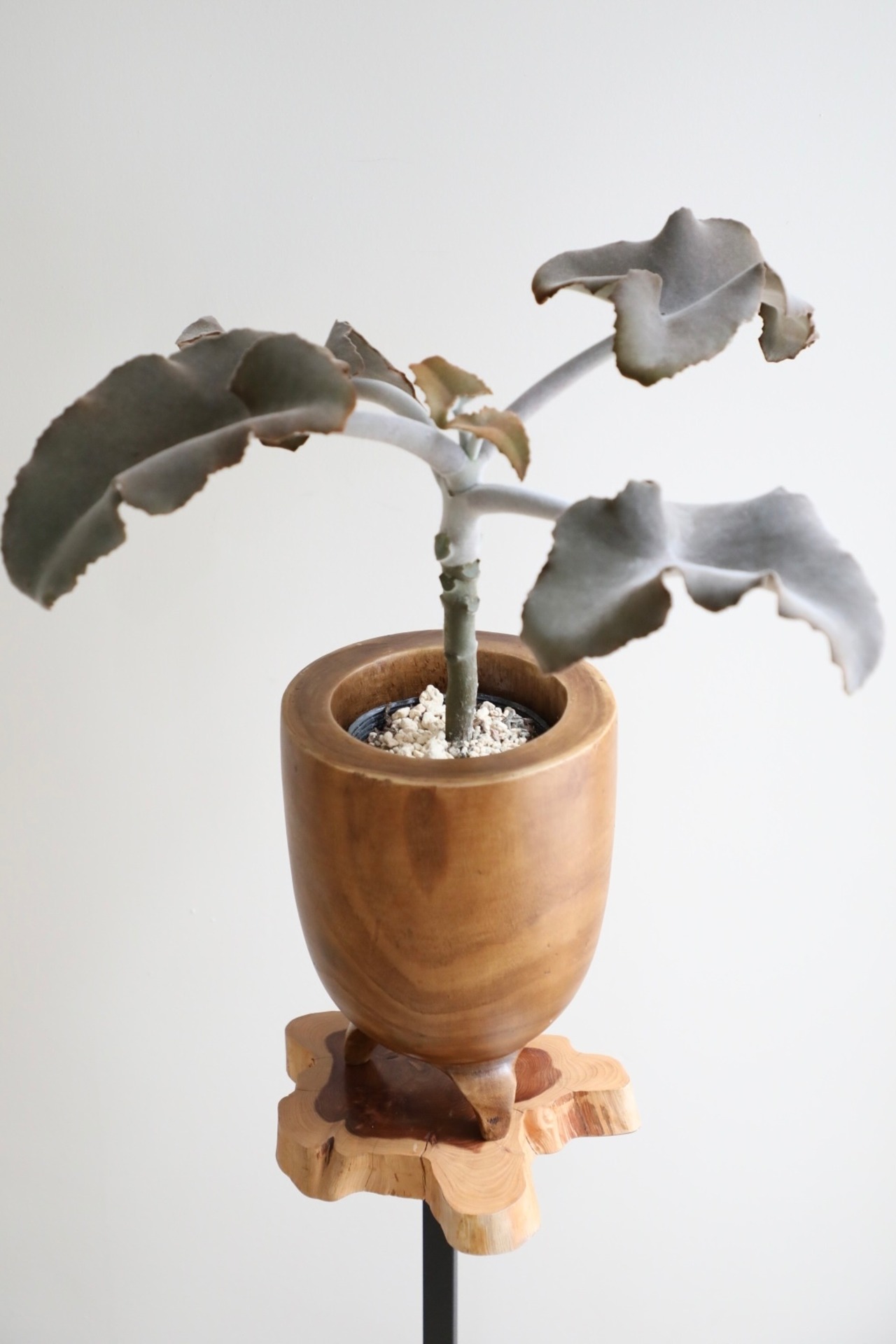 【M】カランコエ ベハレンシス/Kalanchoe behalensis