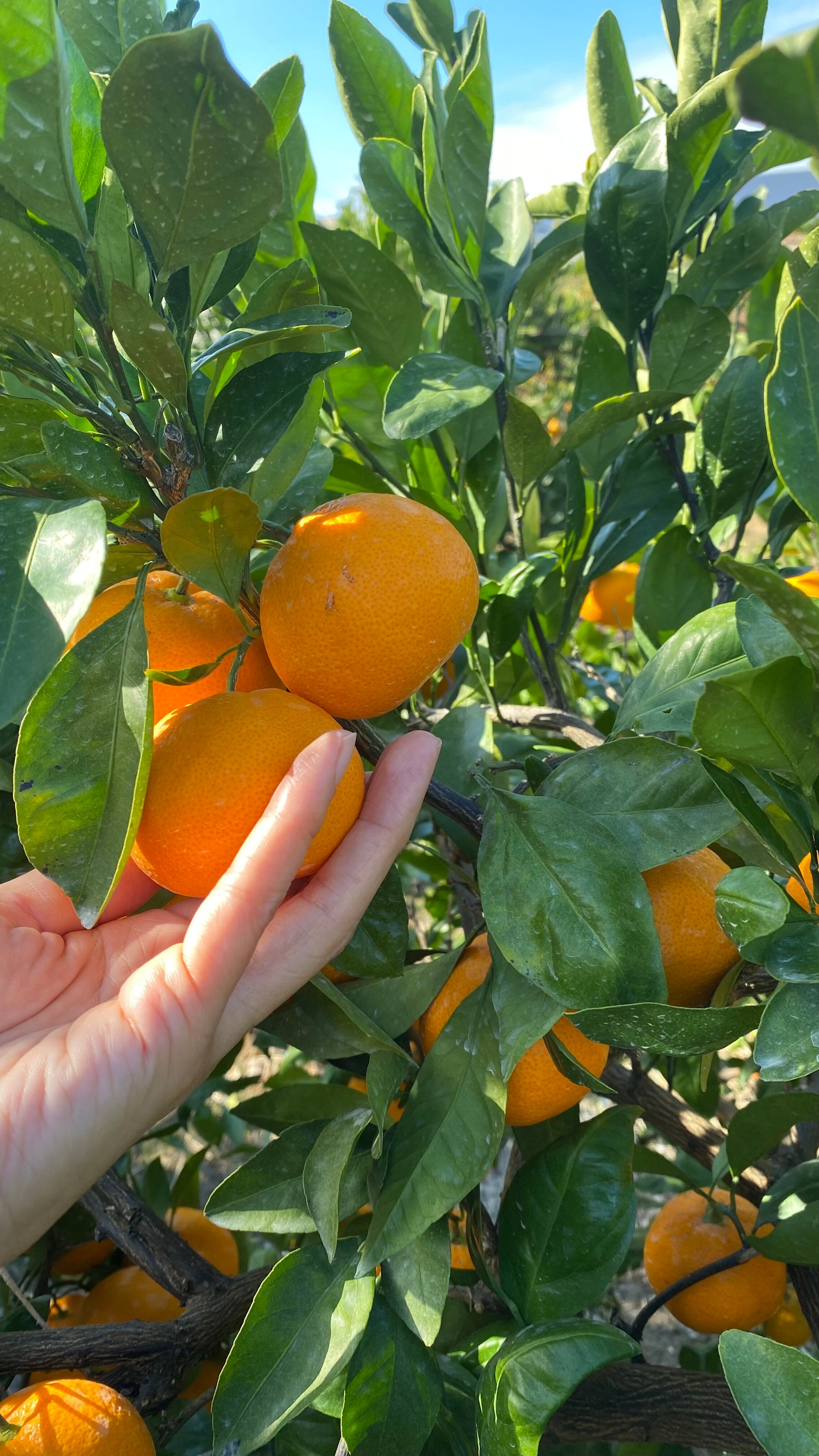 温州みかん2kg 和歌山有田産【丹生系温州】 | 星富園ー柑橘農園ー