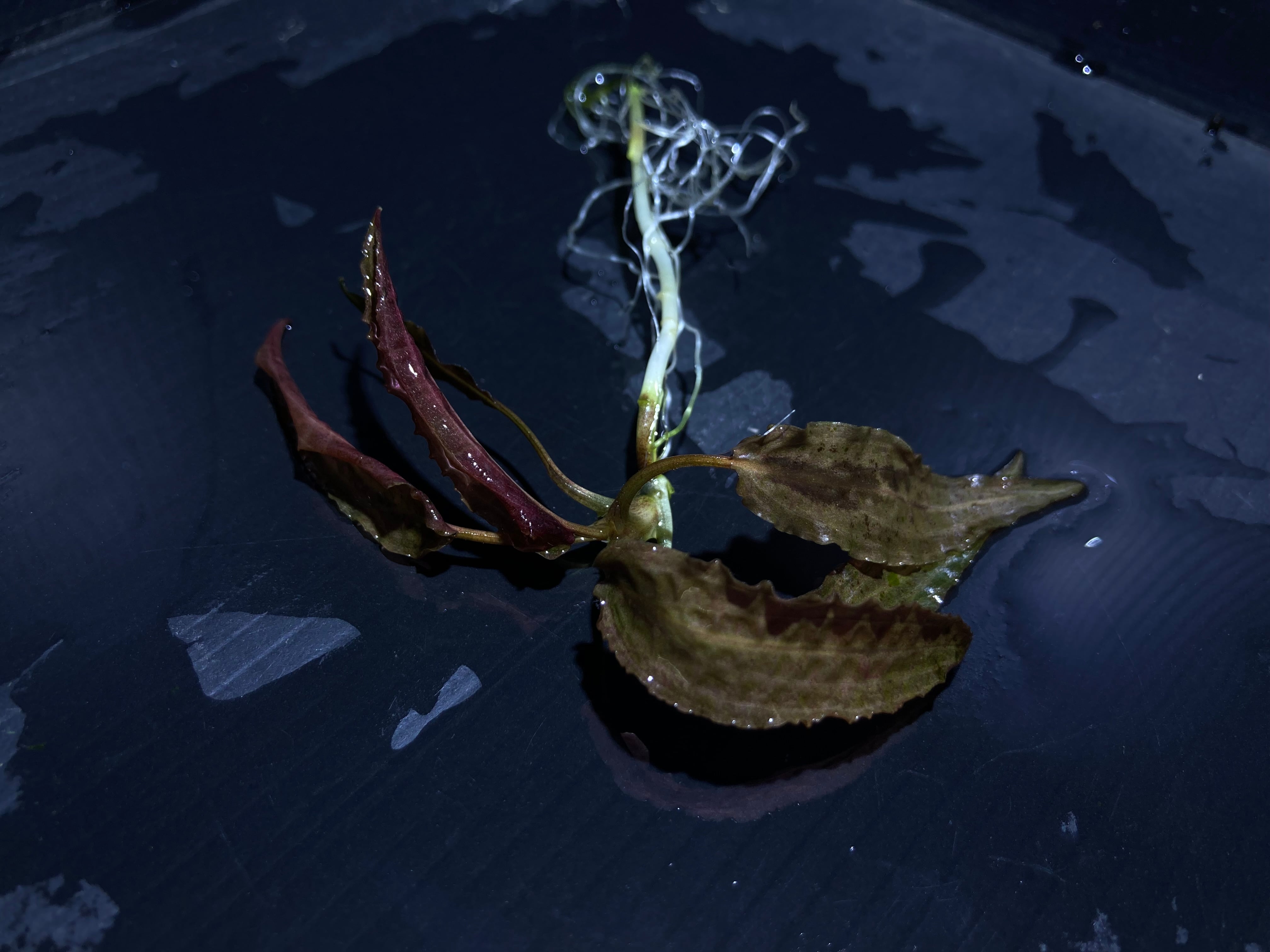 国内増殖株】Cryptocoryne affinis 