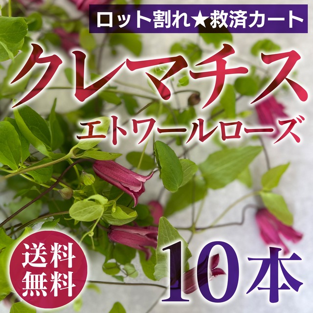 フラワーロス救済ありがとうございます！《数量限定》クレマチス☆エトワールローズ〈送料無料＆クール便無料〉★ロット割れ救済