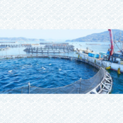 【みやび鮪】端っこたたきセット800g