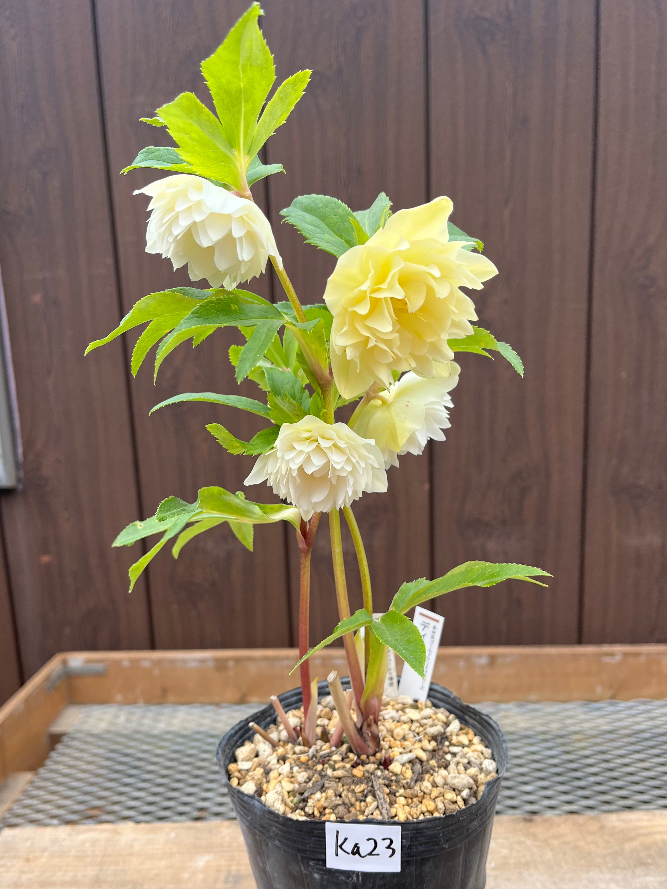 花入3点 花入3点 人面壷と花 花入3点 Amazon.co.jp: ZX ゼクス 【花住まいの