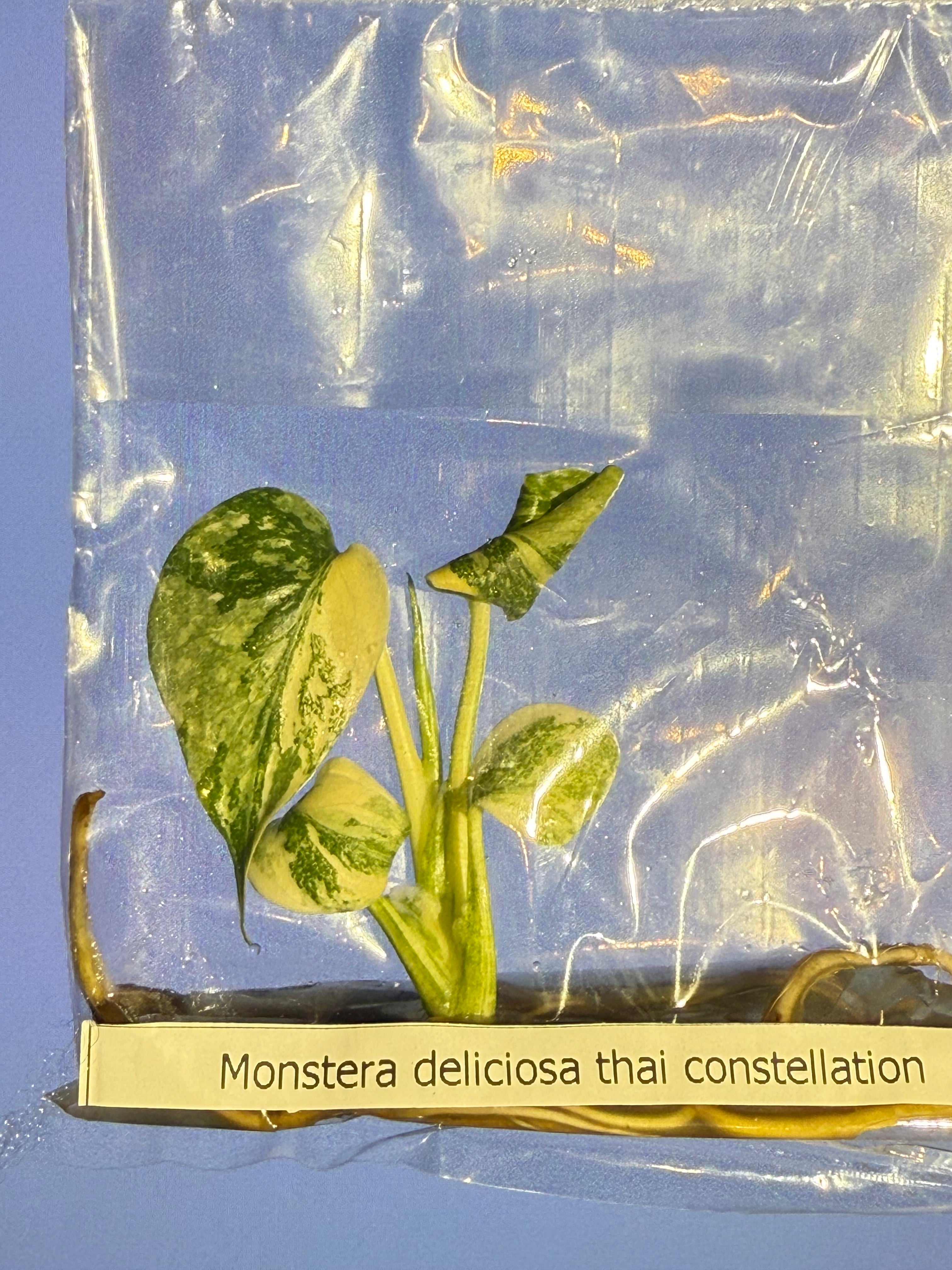 モンステラ タイコンステレーション “Cream Brulee – Starlight