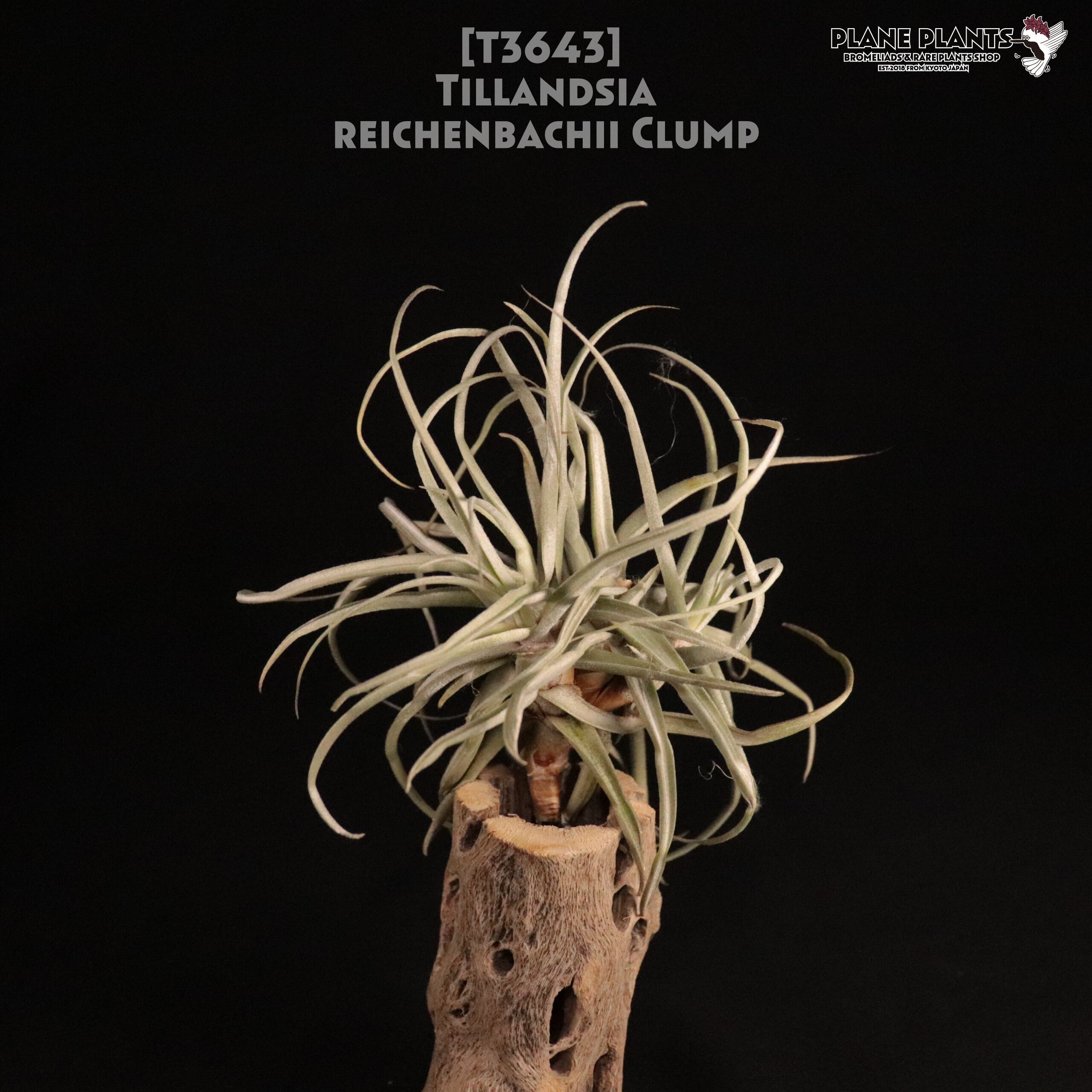 【送料無料】reichenbachii clump〔エアプランツ〕現品発送T3643